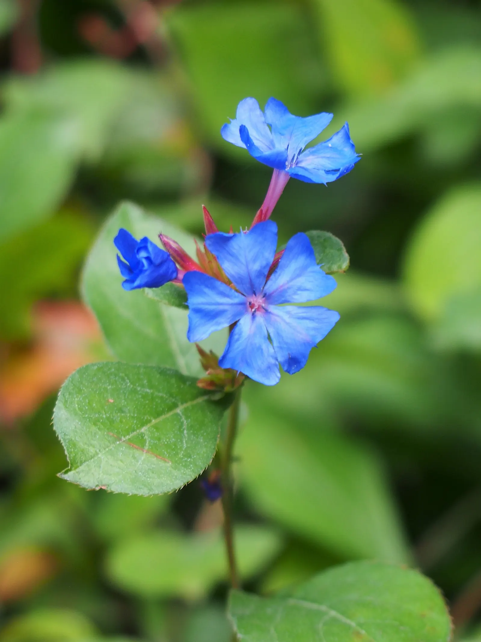 Dwarf Plumbago (Ceratostigma Plumbaginoides) — requiring minimal maintenance while offering high visual impact; ground cover / perennial with blue blooms