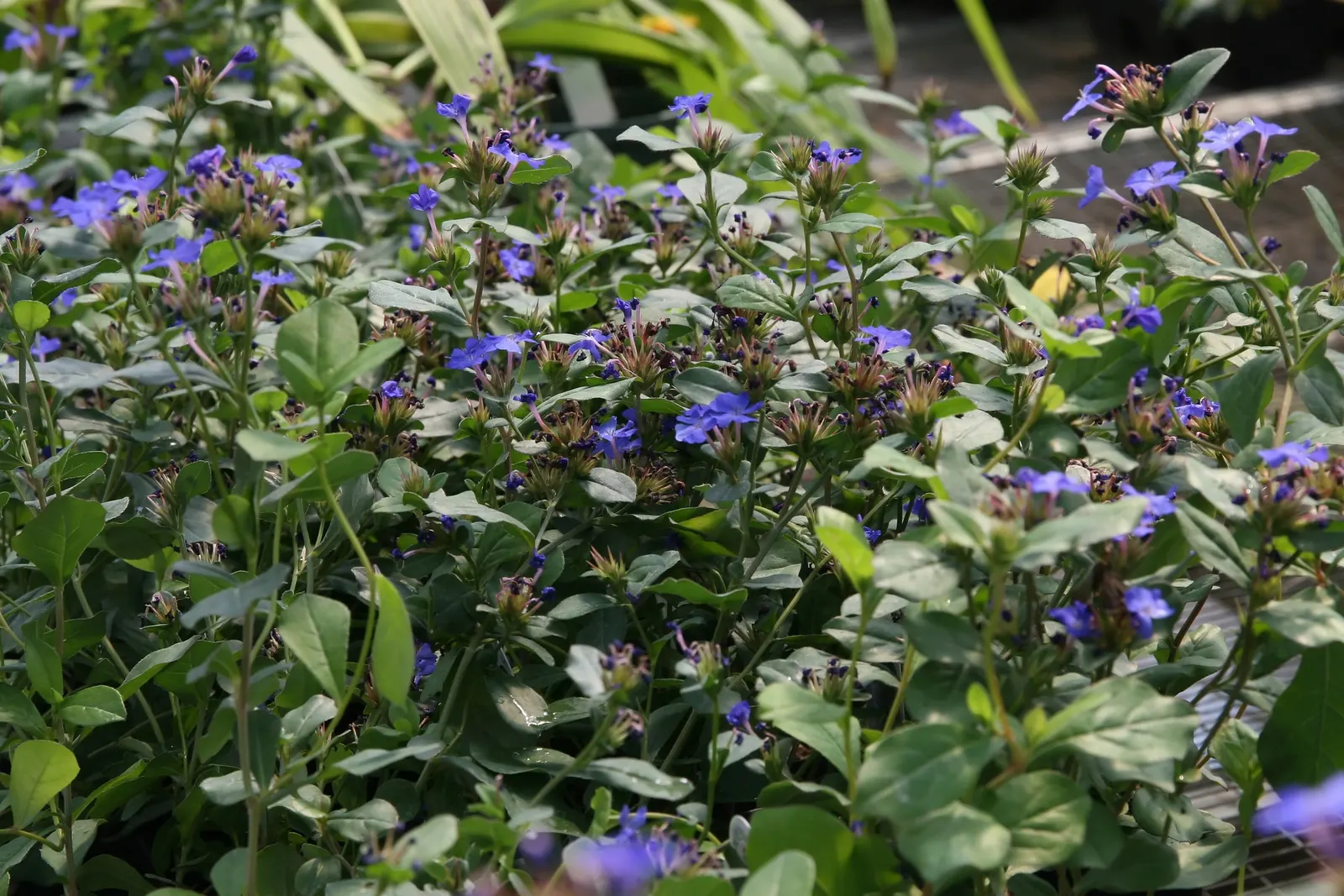 Dwarf Plumbago (Ceratostigma Plumbaginoides) — While tolerant of light foot traffic; as the foliage transitions to a bronzed purple, image 54