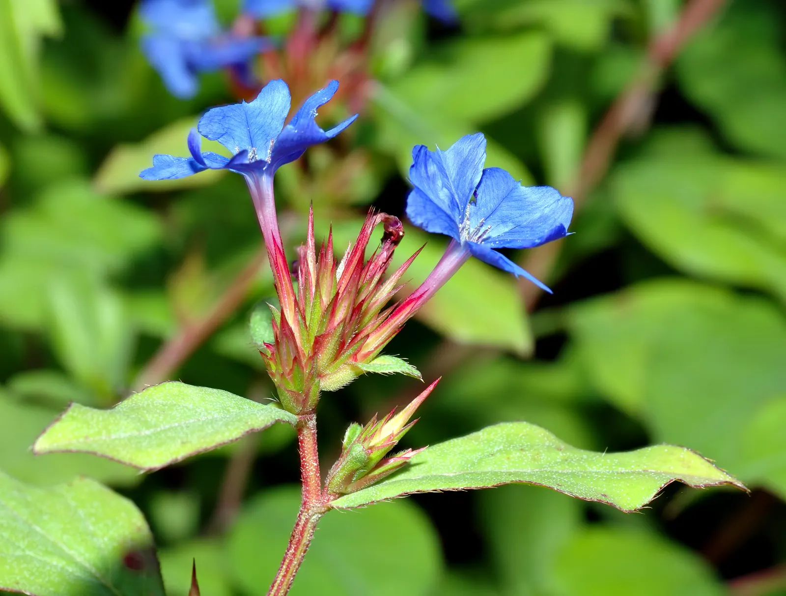 Dwarf Plumbago (Ceratostigma Plumbaginoides) — preferring full sun to partial shade conditions; showcasing vibrant blue flowers and rich green foliage that