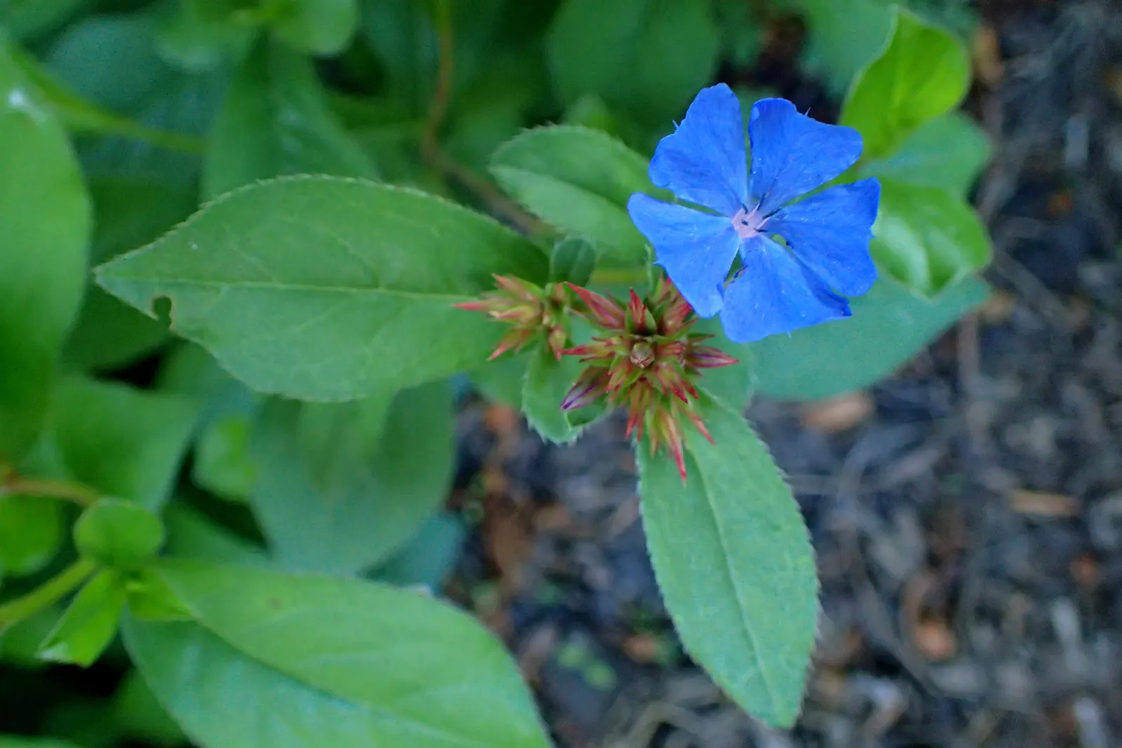 Dwarf Plumbago (Ceratostigma Plumbaginoides) — providing a splash of color even in the colder months; each individual bloom spans approximately 0.8 to 1 inch