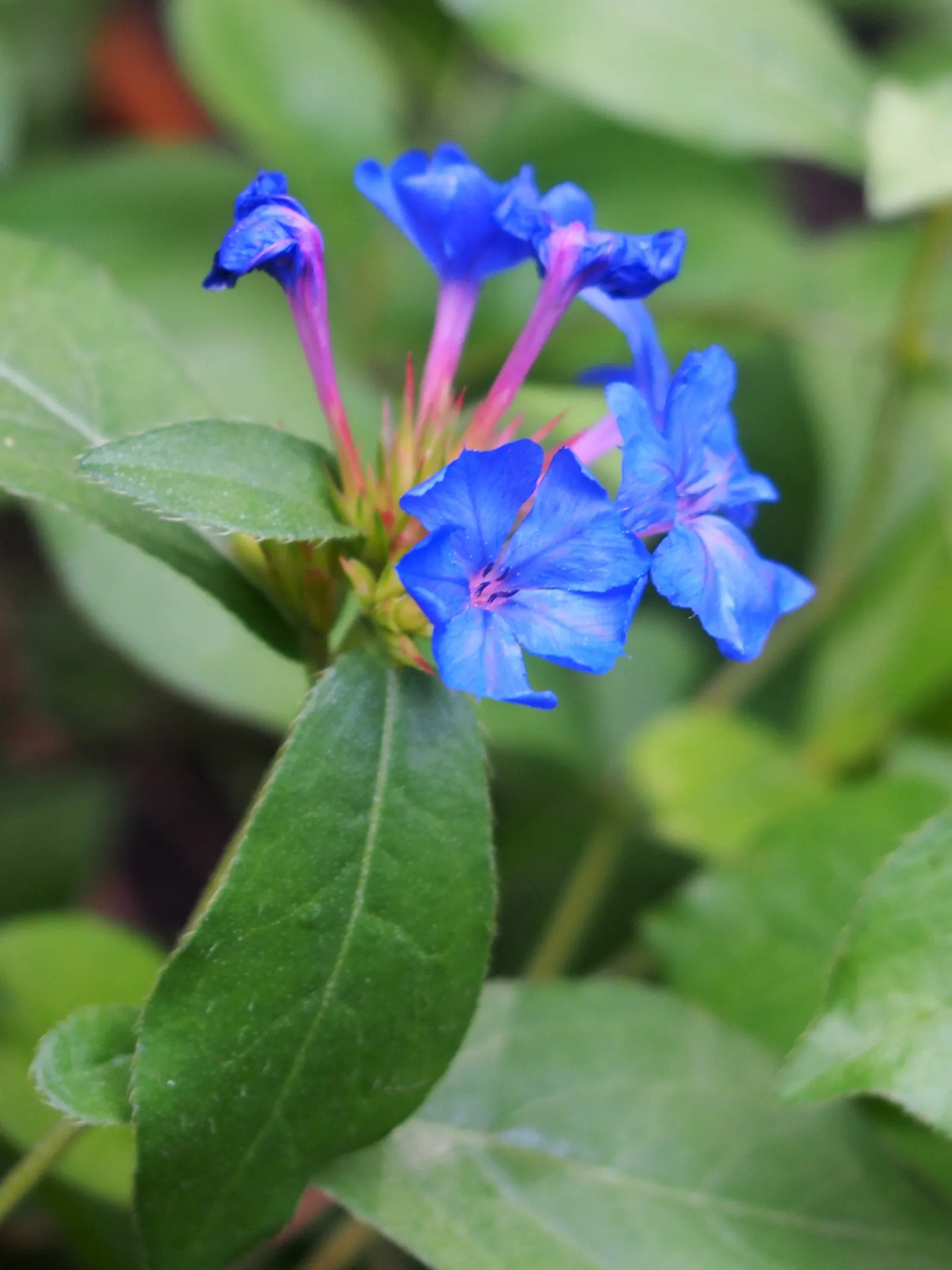 Dwarf Plumbago (Ceratostigma Plumbaginoides) — Plant 12-18 inches apart in well-draining soil for a lush carpet; blue flowers in the garden