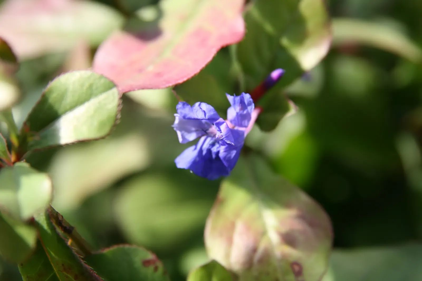 Dwarf Plumbago (Ceratostigma Plumbaginoides) — Each individual bloom spans approximately 0.8 to 1 inch across; ground cover / perennial for full or, image 49