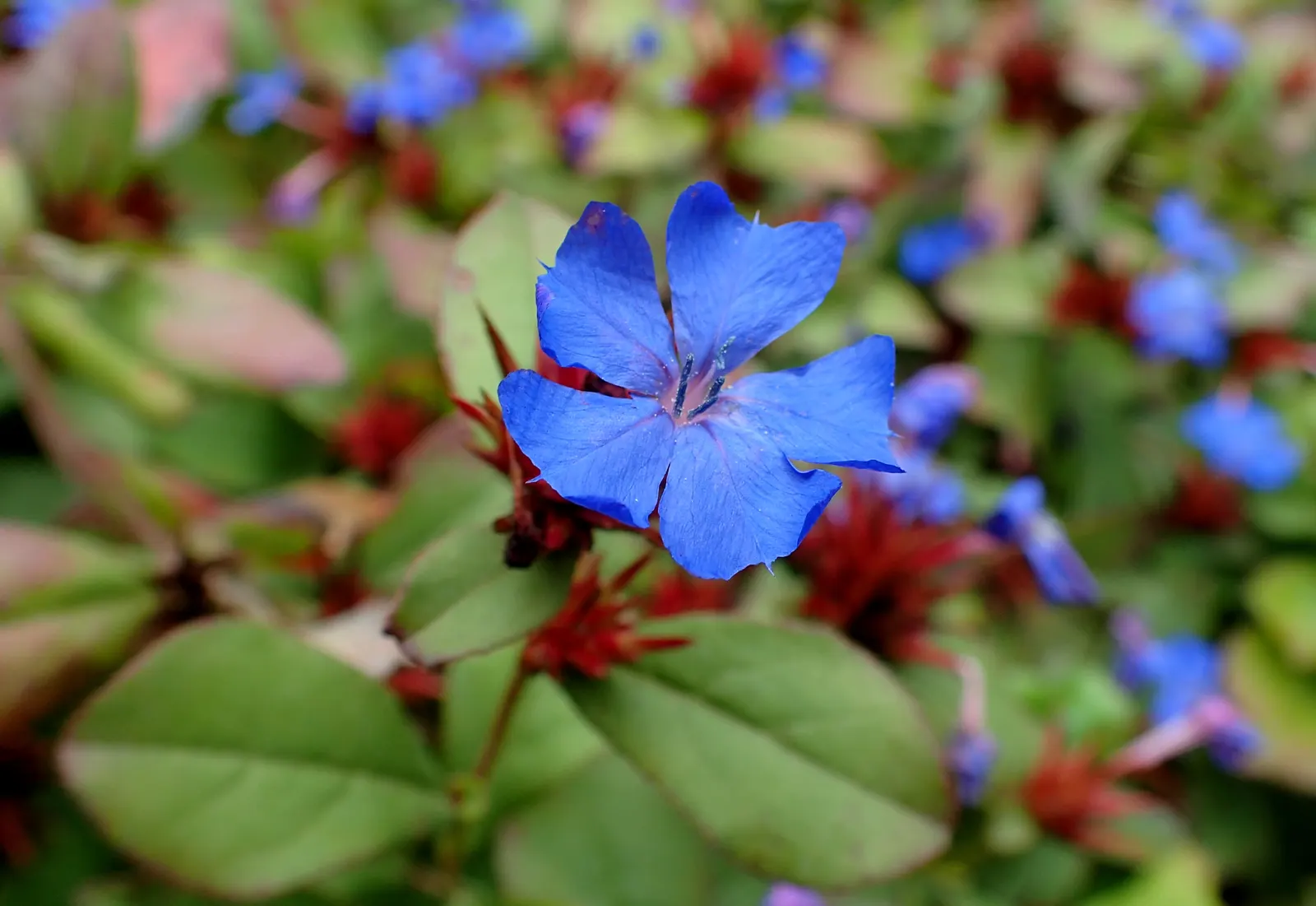 Dwarf Plumbago (Ceratostigma Plumbaginoides) — deep blue flowers which are in striking contrast with its bronzy green to reddish foliage; it requires