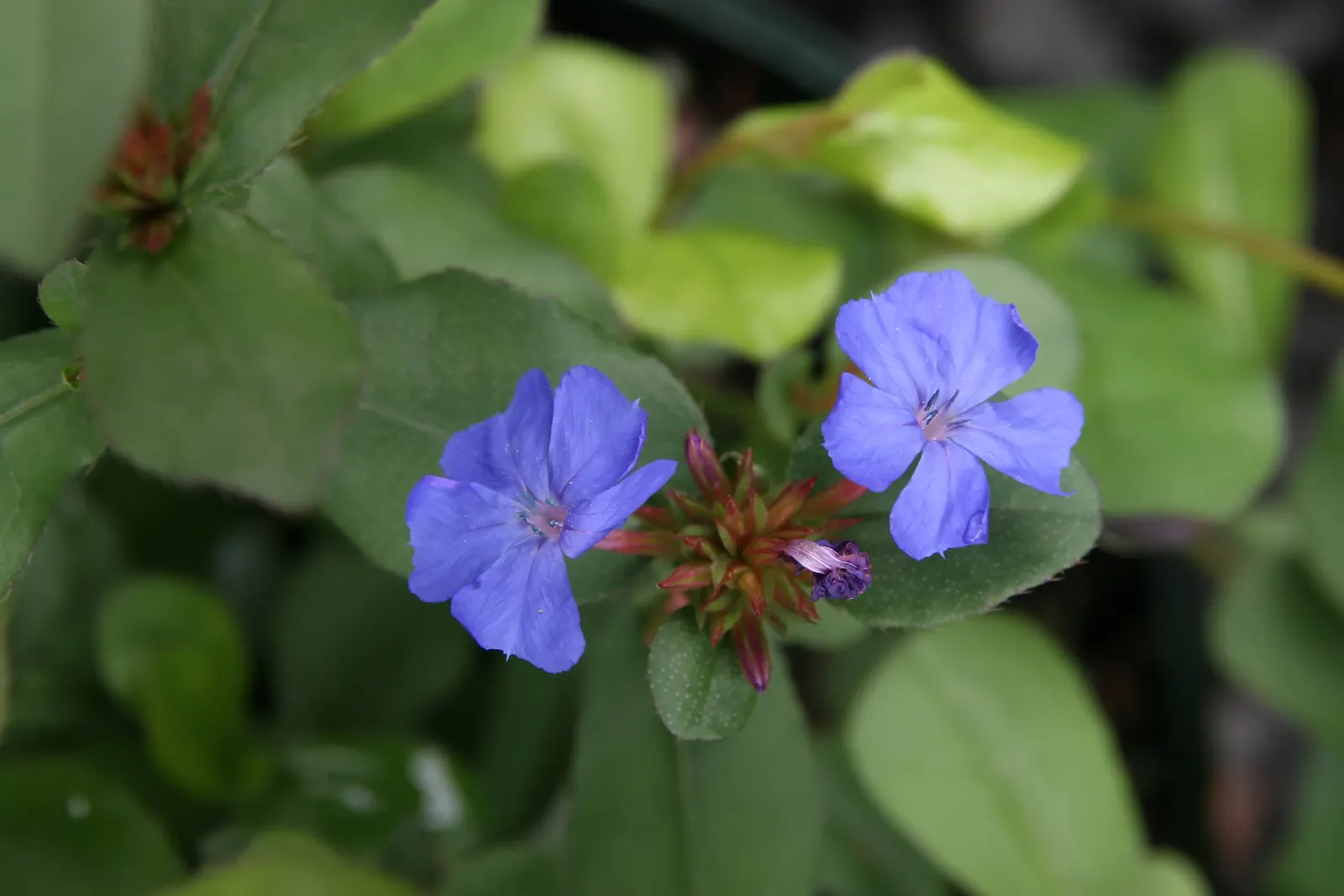 Dwarf Plumbago (Ceratostigma Plumbaginoides) — Plant 12-18 inches apart in well-draining soil for a lush carpet