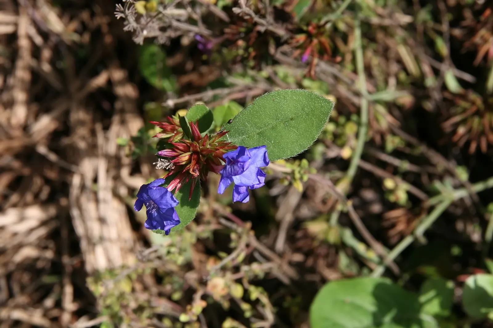 Dwarf Plumbago (Ceratostigma Plumbaginoides) — blue flowers in the garden; plant 12-18 inches apart in well-draining soil for a lush carpet, image 58
