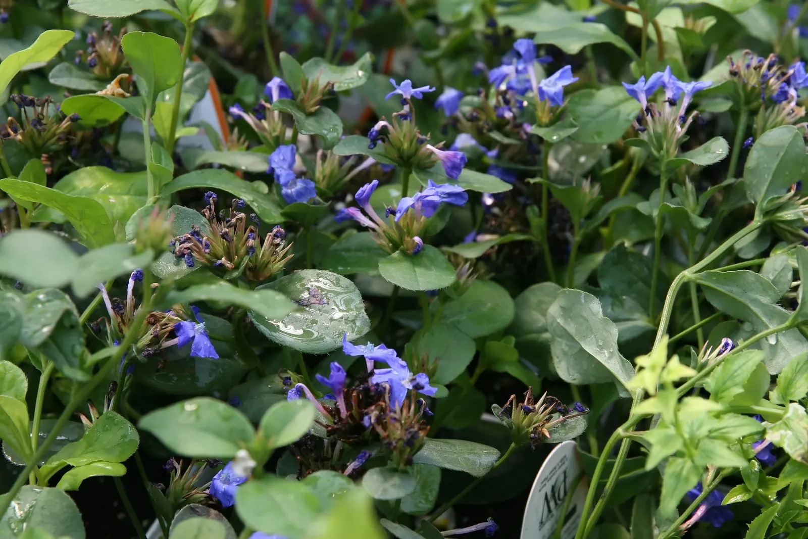 Dwarf Plumbago (Ceratostigma Plumbaginoides) — showcasing vibrant blue flowers and rich green foliage that transitions to a striking bronze-red in fall