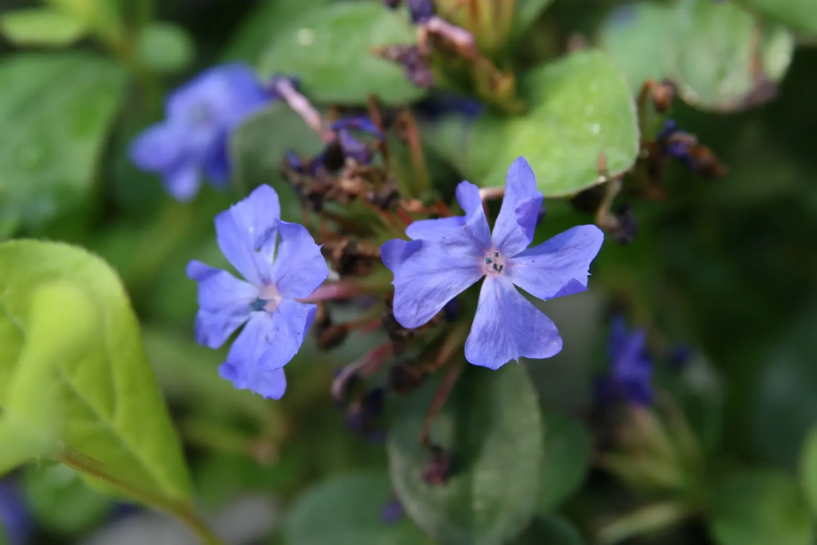 Dwarf Plumbago (Ceratostigma Plumbaginoides) — It requires well-drained soil but is notably drought-tolerant once established; deep blue flowers, image 53