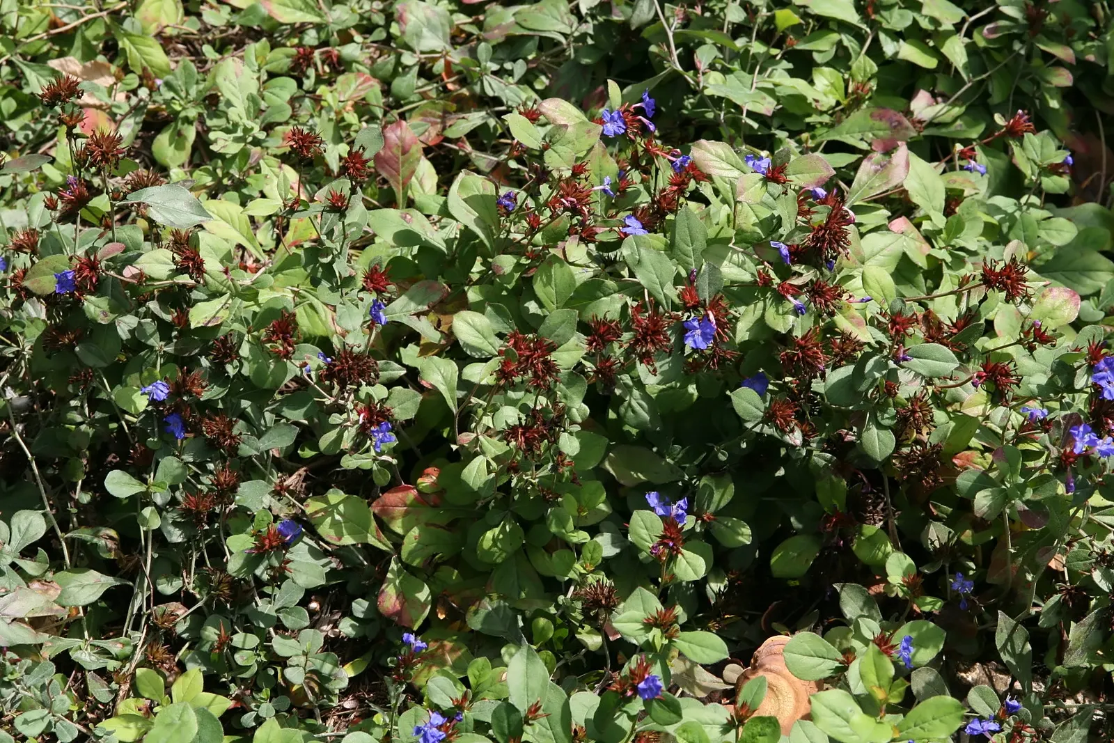 Dwarf Plumbago (Ceratostigma Plumbaginoides) — Plant 12-18 inches apart in well-draining soil for a lush carpet; blue flowers in the garden, image 43