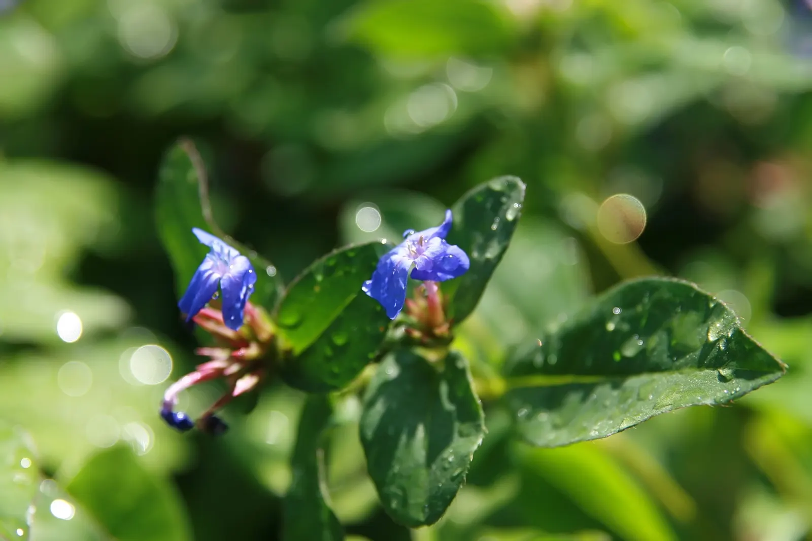 Dwarf Plumbago (Ceratostigma Plumbaginoides) — requiring minimal maintenance while offering high visual impact; ground cover / perennial with blue, image 46