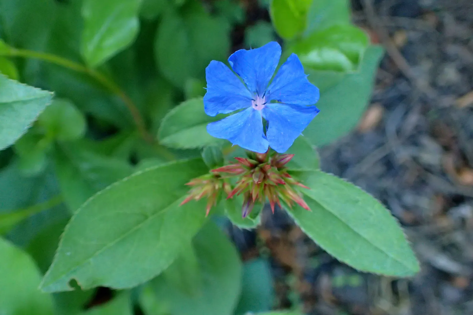 Dwarf Plumbago (Ceratostigma Plumbaginoides) — providing a splash of color even in the colder months; each individual bloom spans approximately 0.8, image 76