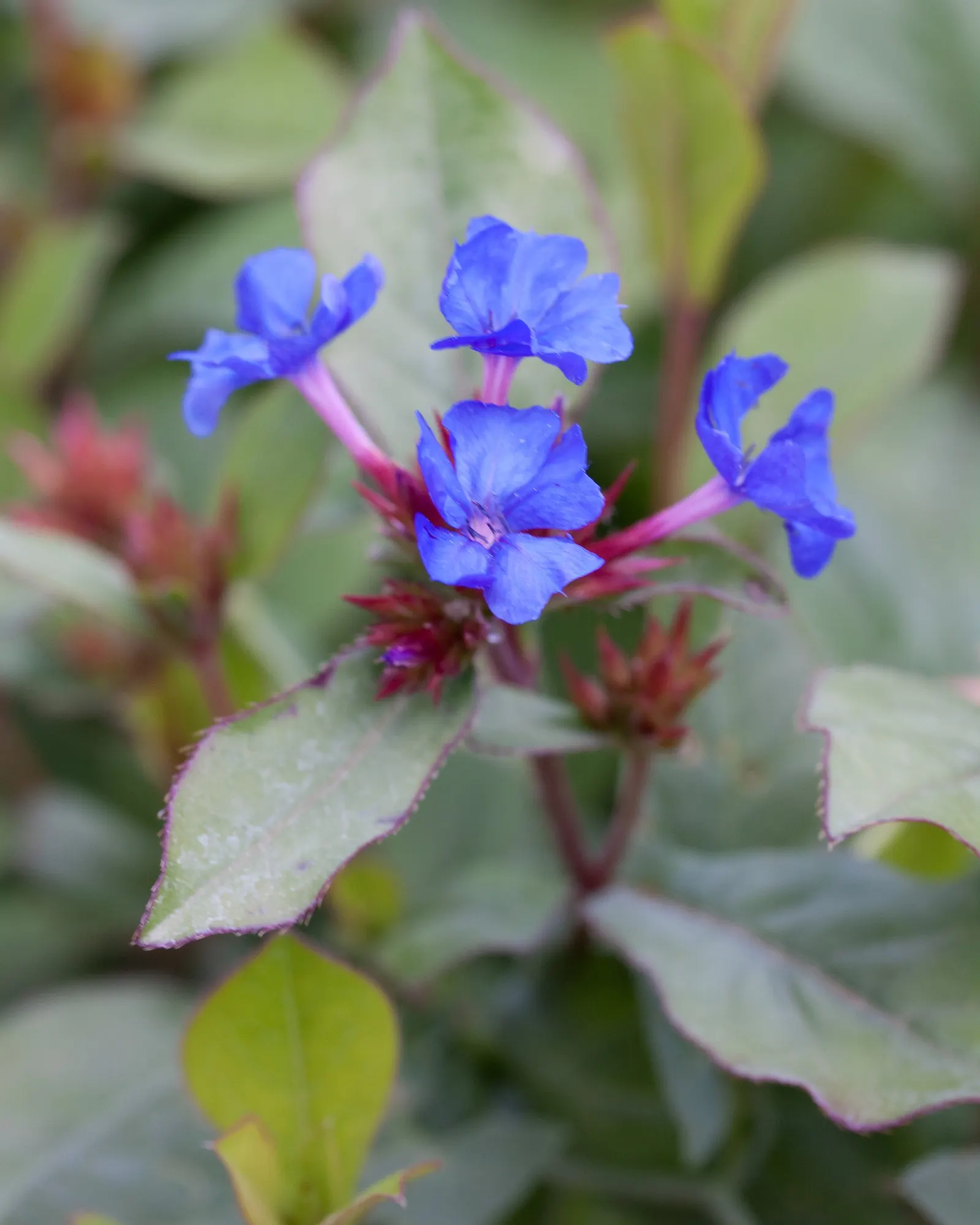 Dwarf Plumbago (Ceratostigma Plumbaginoides) — requiring minimal maintenance while offering high visual impact