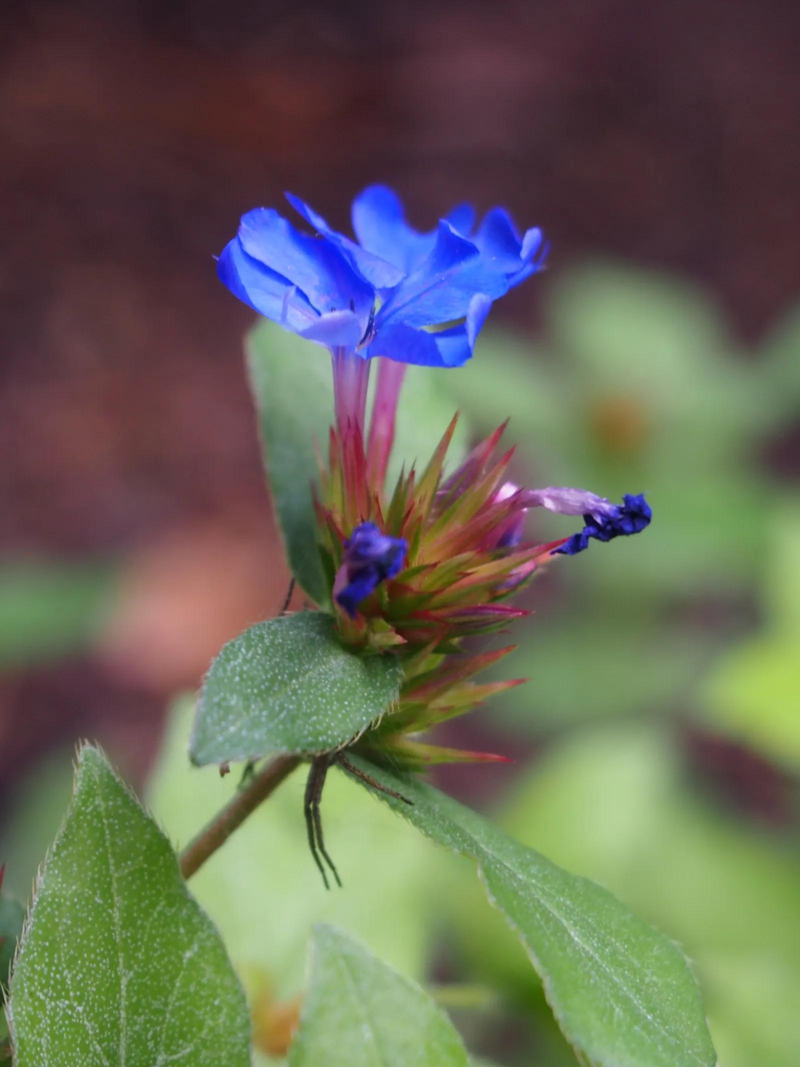 Dwarf Plumbago (Ceratostigma Plumbaginoides) — it‚Äôs ideal for borders or rock gardens; preferring full sun to partial shade conditions