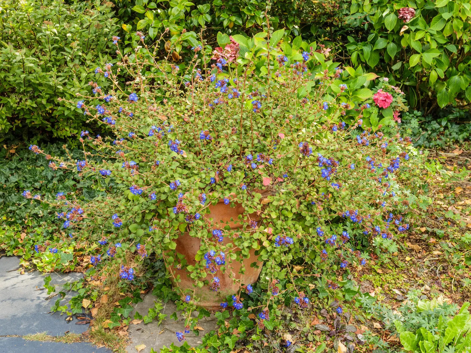 Dwarf Plumbago (Ceratostigma Plumbaginoides) — blue flowers in the garden