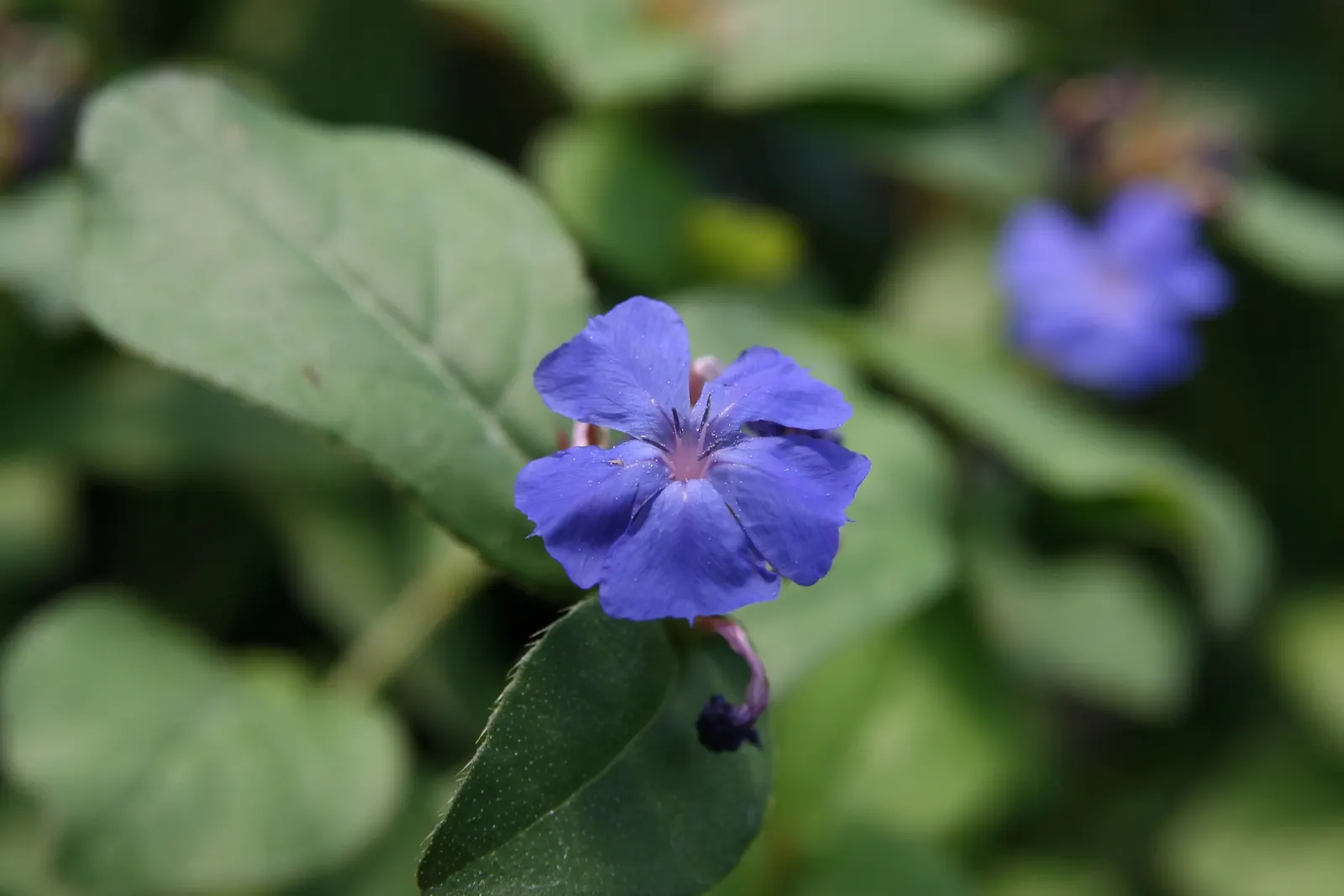 Dwarf Plumbago (Ceratostigma Plumbaginoides) — low-growing perennial well-suited for a variety of landscape applications; requiring minimal, image 47