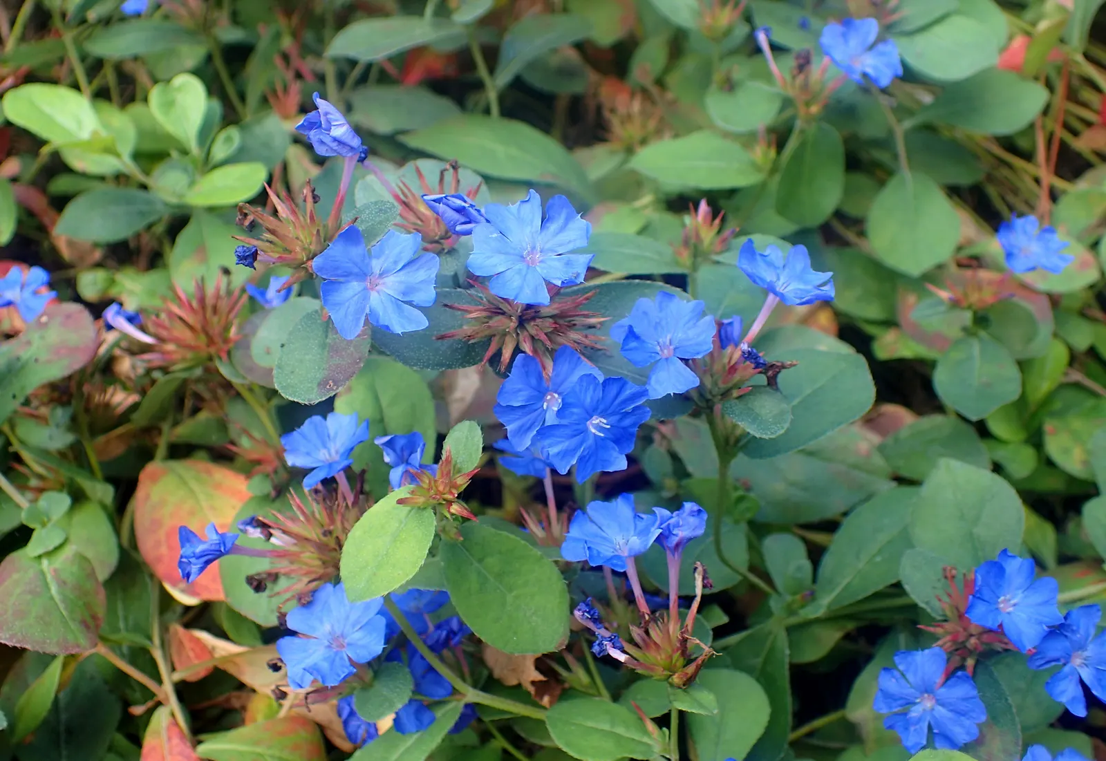 Dwarf Plumbago (Ceratostigma Plumbaginoides) — low-growing perennial well-suited for a variety of landscape applications; requiring minimal maintenance while
