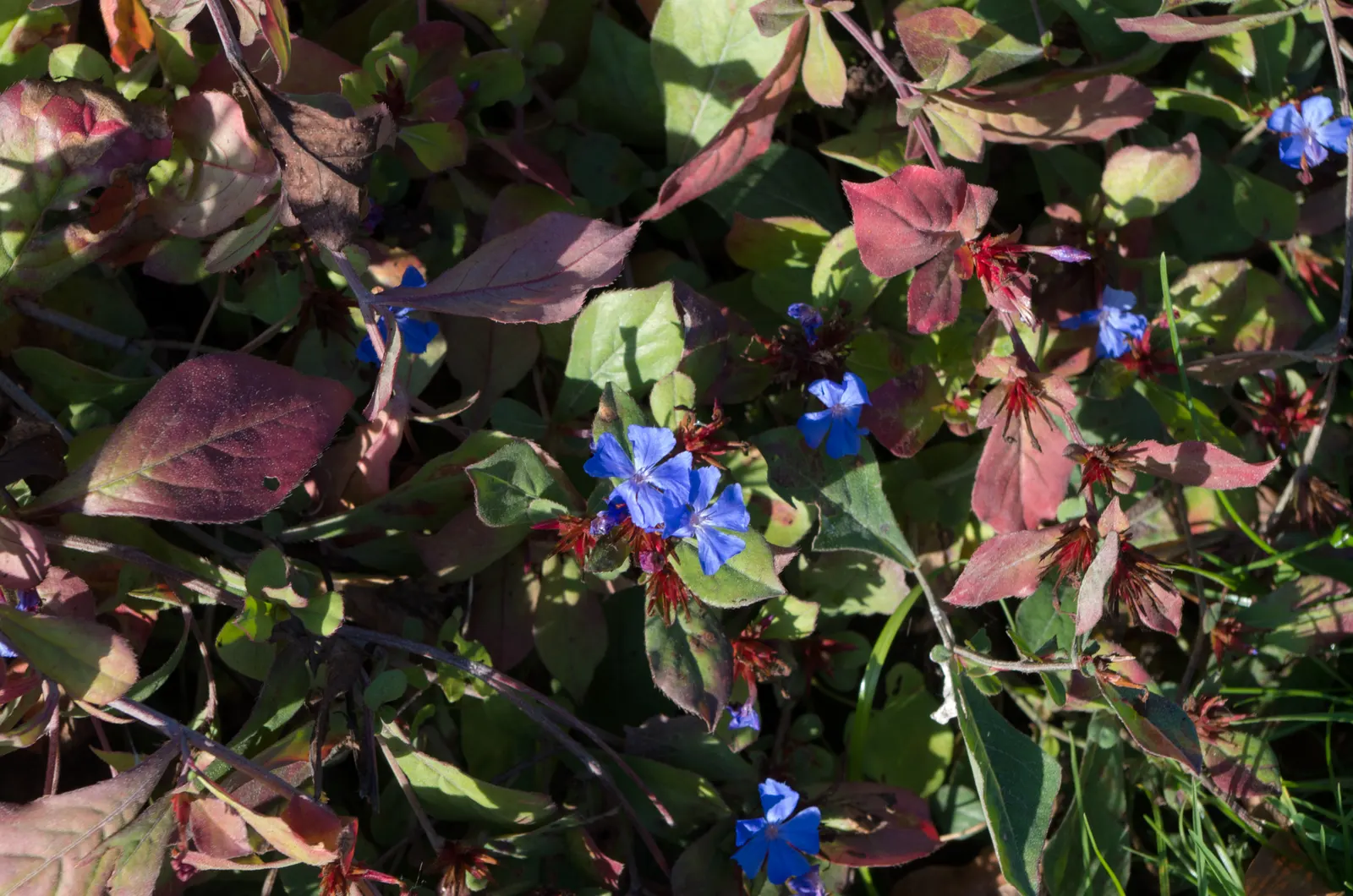 Dwarf Plumbago (Ceratostigma Plumbaginoides) — as the foliage transitions to a bronzed purple; this groundcover reaches 6-12 inches in height and prefers full