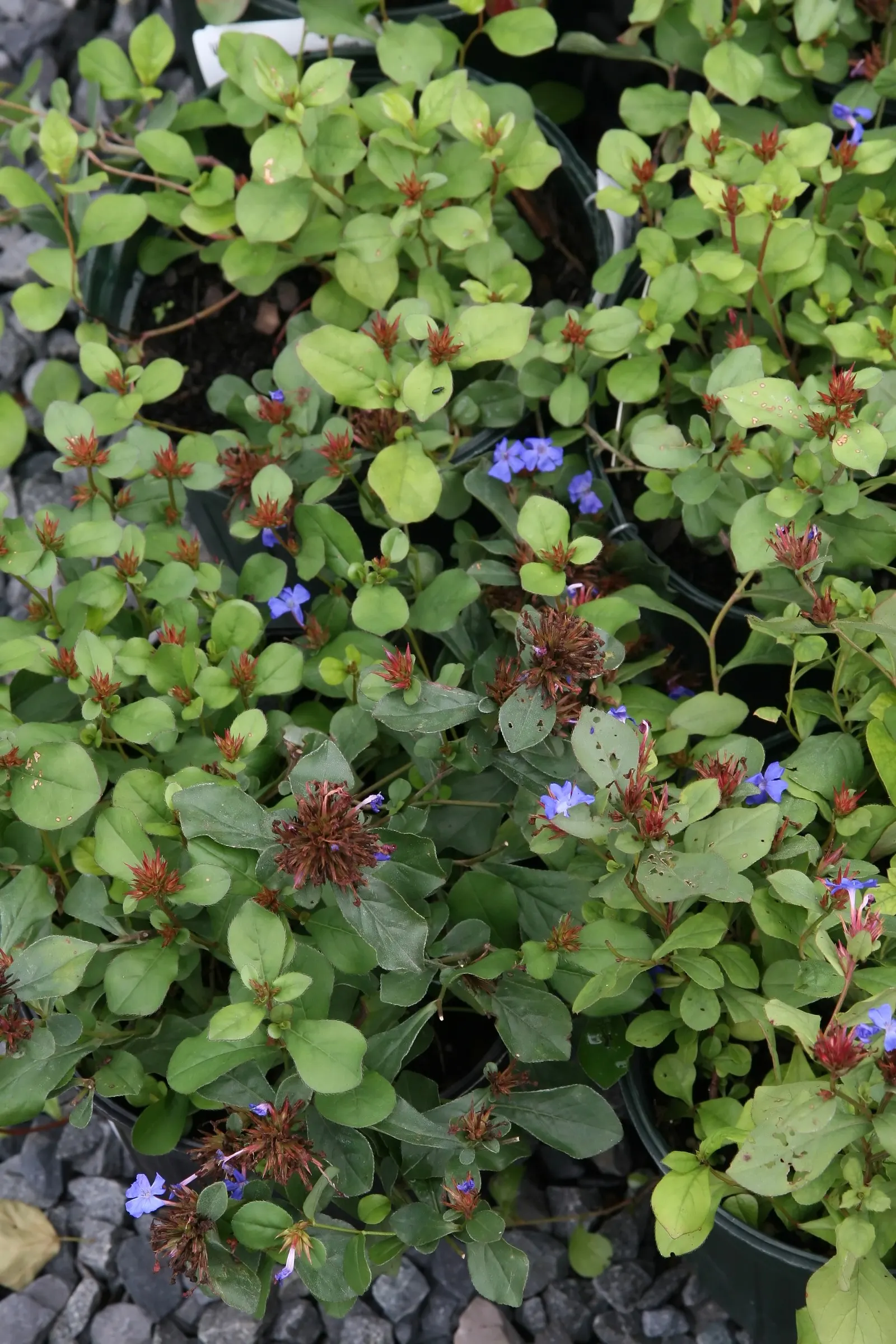 Dwarf Plumbago (Ceratostigma Plumbaginoides) — Its spreading habit is excellent for suppressing weeds; while tolerant of light foot traffic, image 51