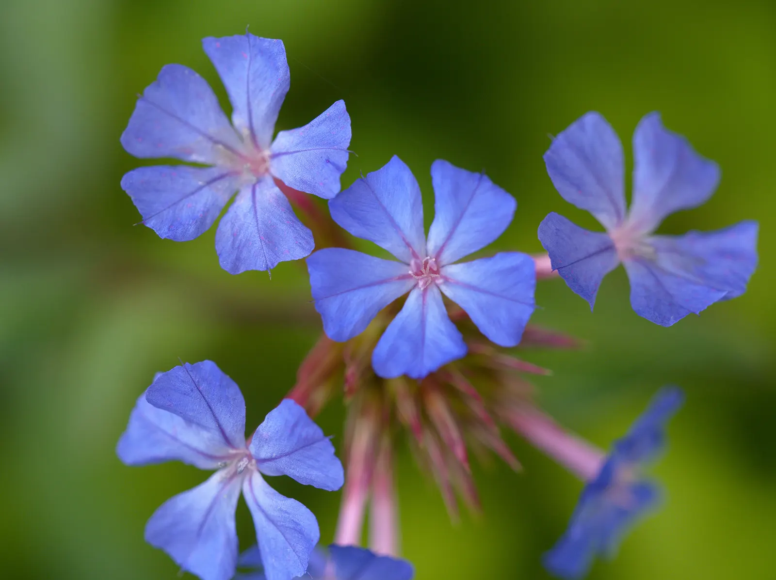 Dwarf Plumbago (Ceratostigma Plumbaginoides) — deep blue flowers which are in striking contrast with its bronzy green to reddish foliage