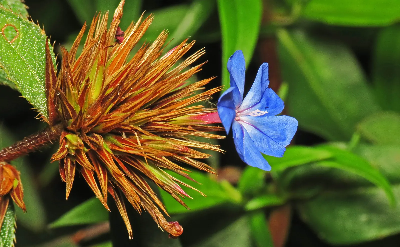 Dwarf Plumbago (Ceratostigma Plumbaginoides) — the Dwarf Plumbago can fit snugly within the front of a border or along walkways