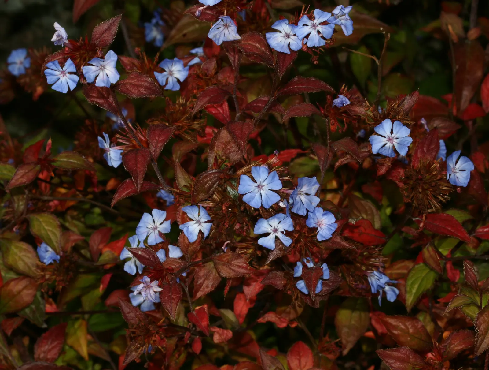 Dwarf Plumbago (Ceratostigma Plumbaginoides) — Each individual bloom spans approximately 0.8 to 1 inch across