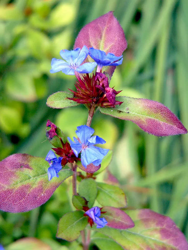 Dwarf Plumbago (Ceratostigma Plumbaginoides) — low-growing perennial well-suited for a variety of landscape applications