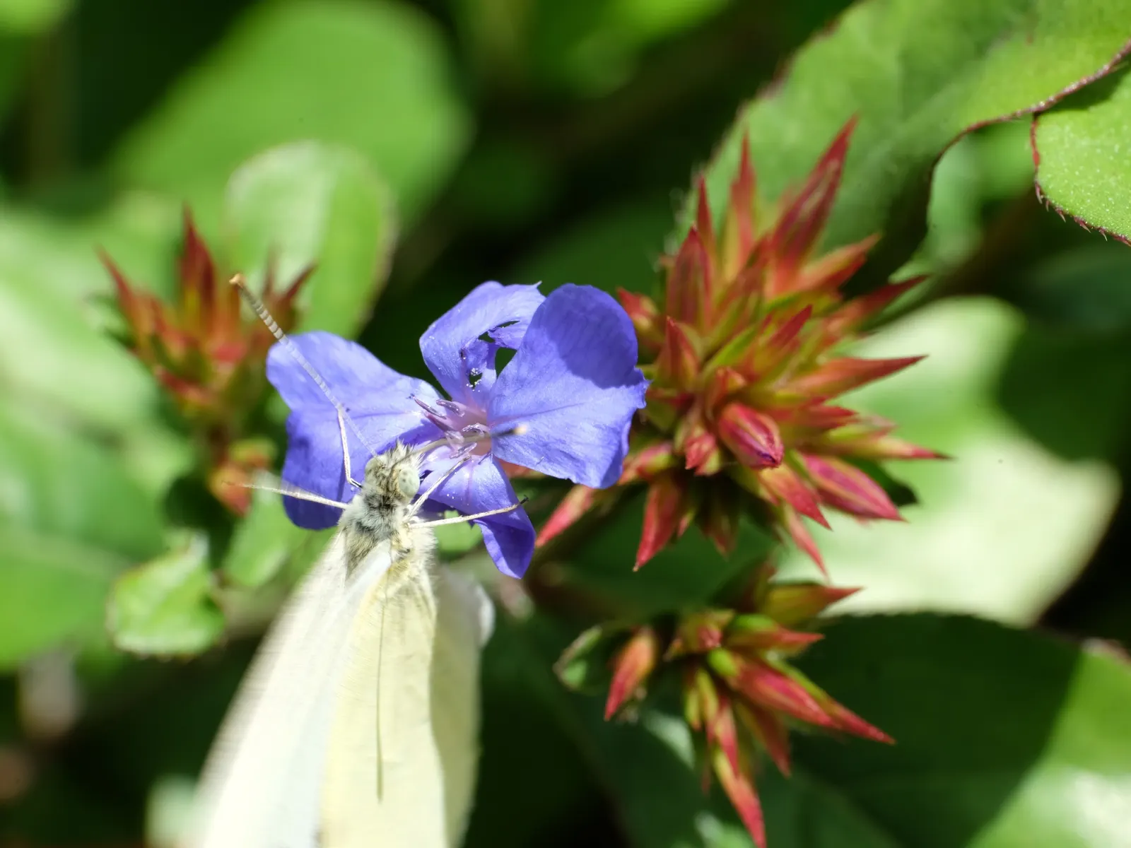 Dwarf Plumbago (Ceratostigma Plumbaginoides) — as the foliage transitions to a bronzed purple