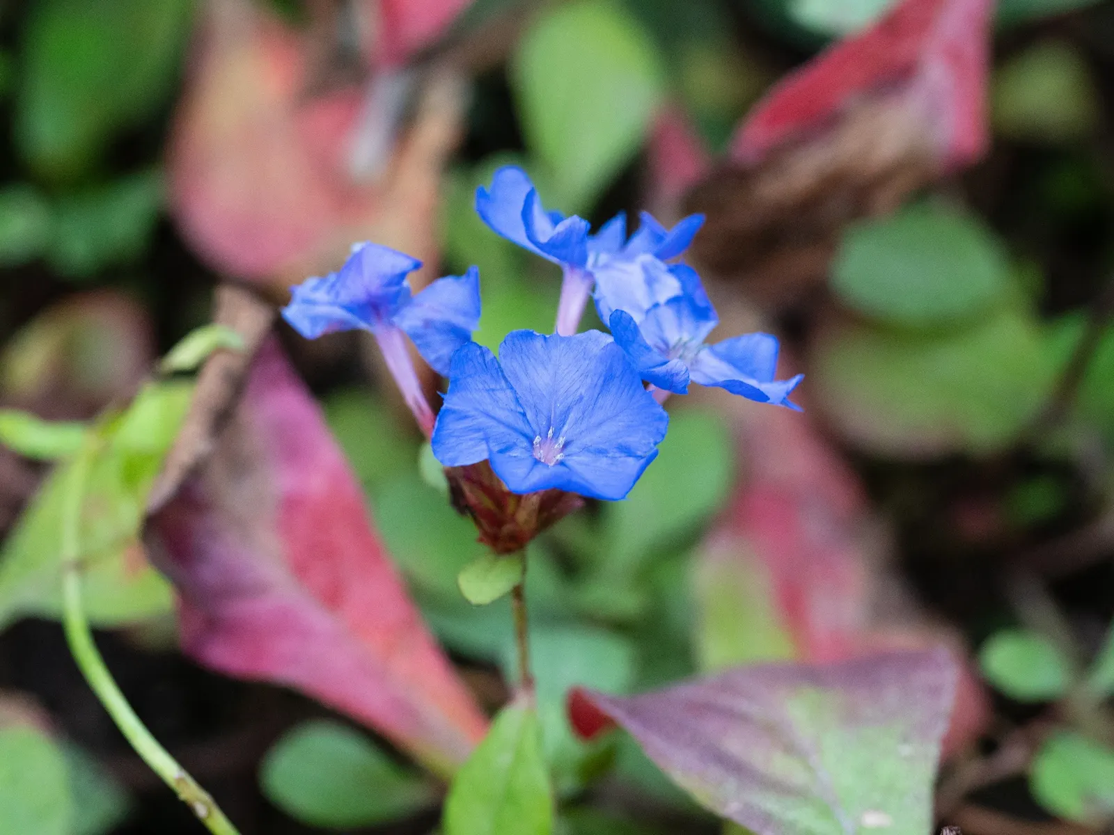Dwarf Plumbago (Ceratostigma Plumbaginoides) — It requires well-drained soil but is notably drought-tolerant once established; deep blue flowers, image 73