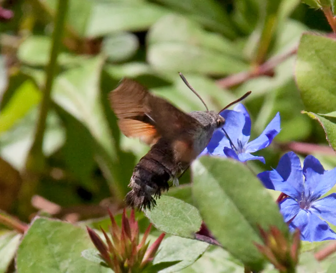 Dwarf Plumbago (Ceratostigma Plumbaginoides) — While tolerant of light foot traffic