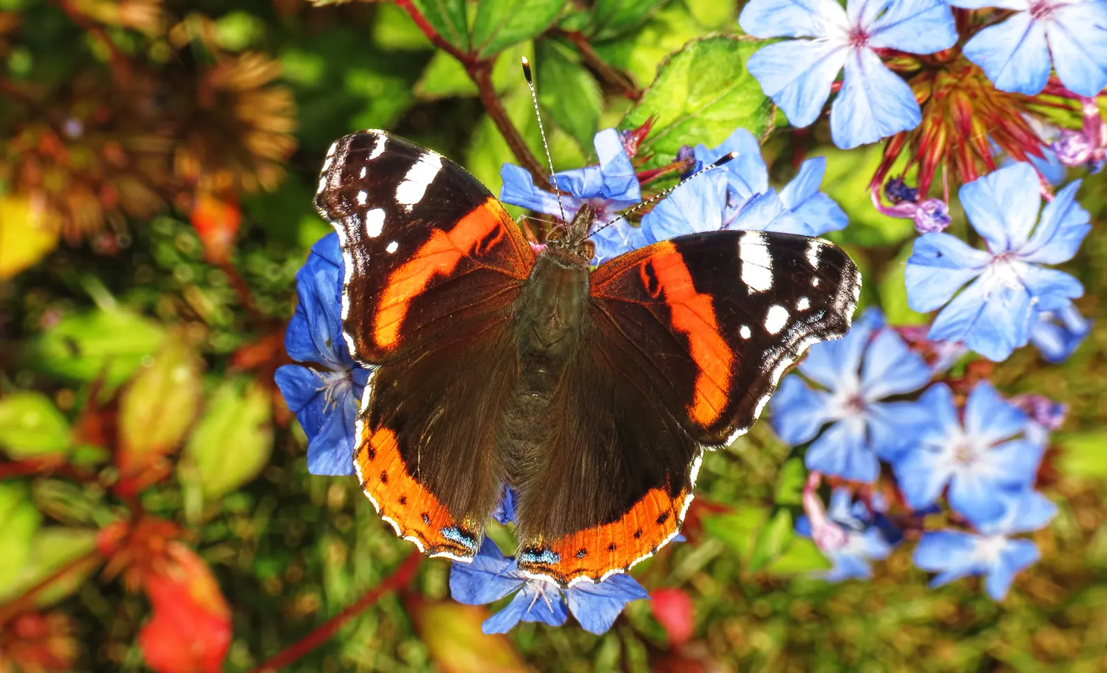 Dwarf Plumbago (Ceratostigma Plumbaginoides) — providing a splash of color even in the colder months
