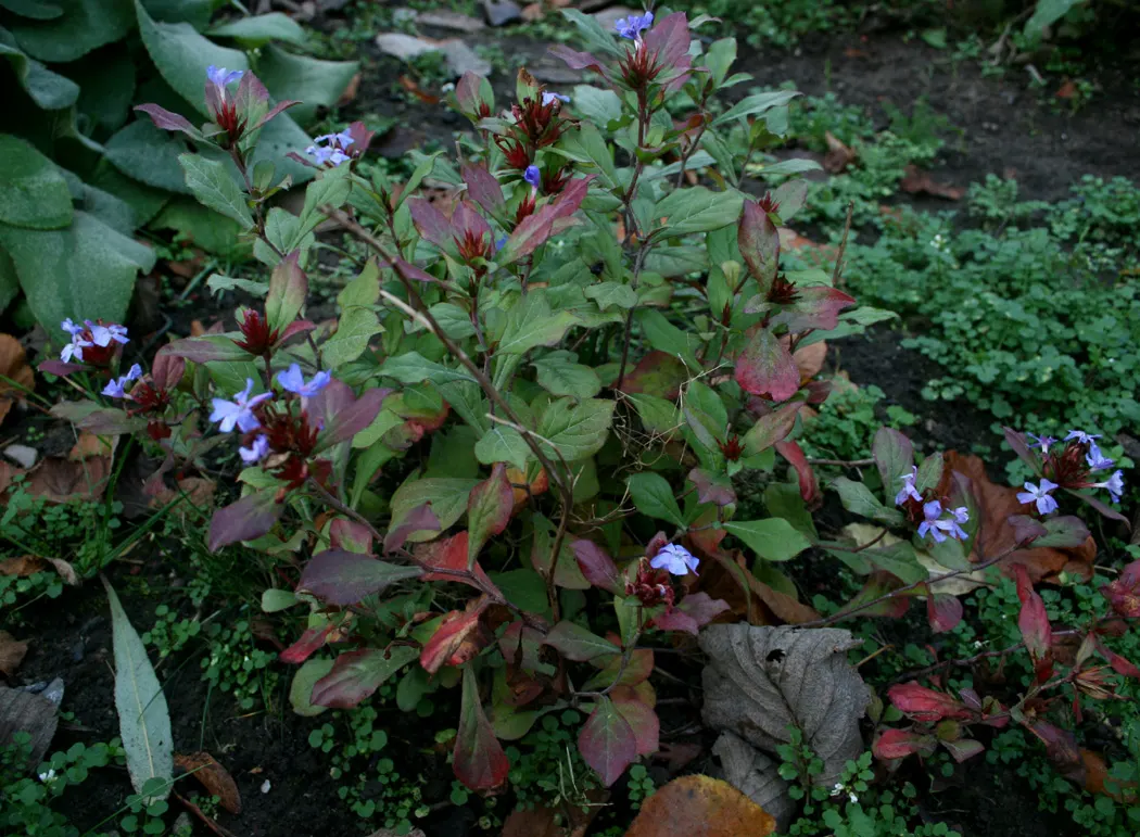 Dwarf Plumbago (Ceratostigma Plumbaginoides) — preferring full sun to partial shade conditions