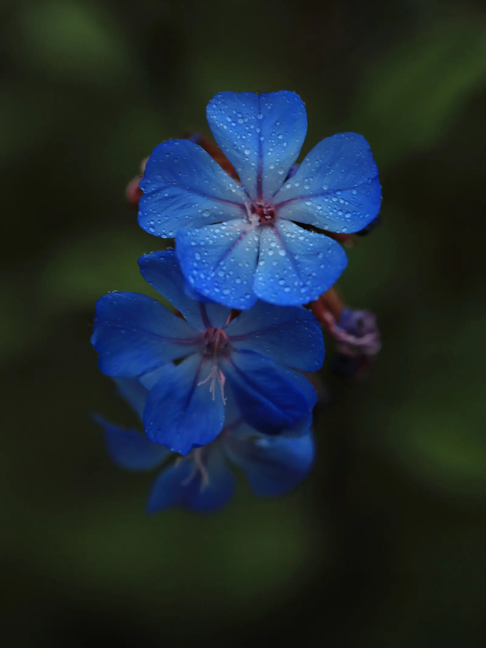 Dwarf Plumbago (Ceratostigma Plumbaginoides) — The Dwarf Plumbago is also relatively low maintenance