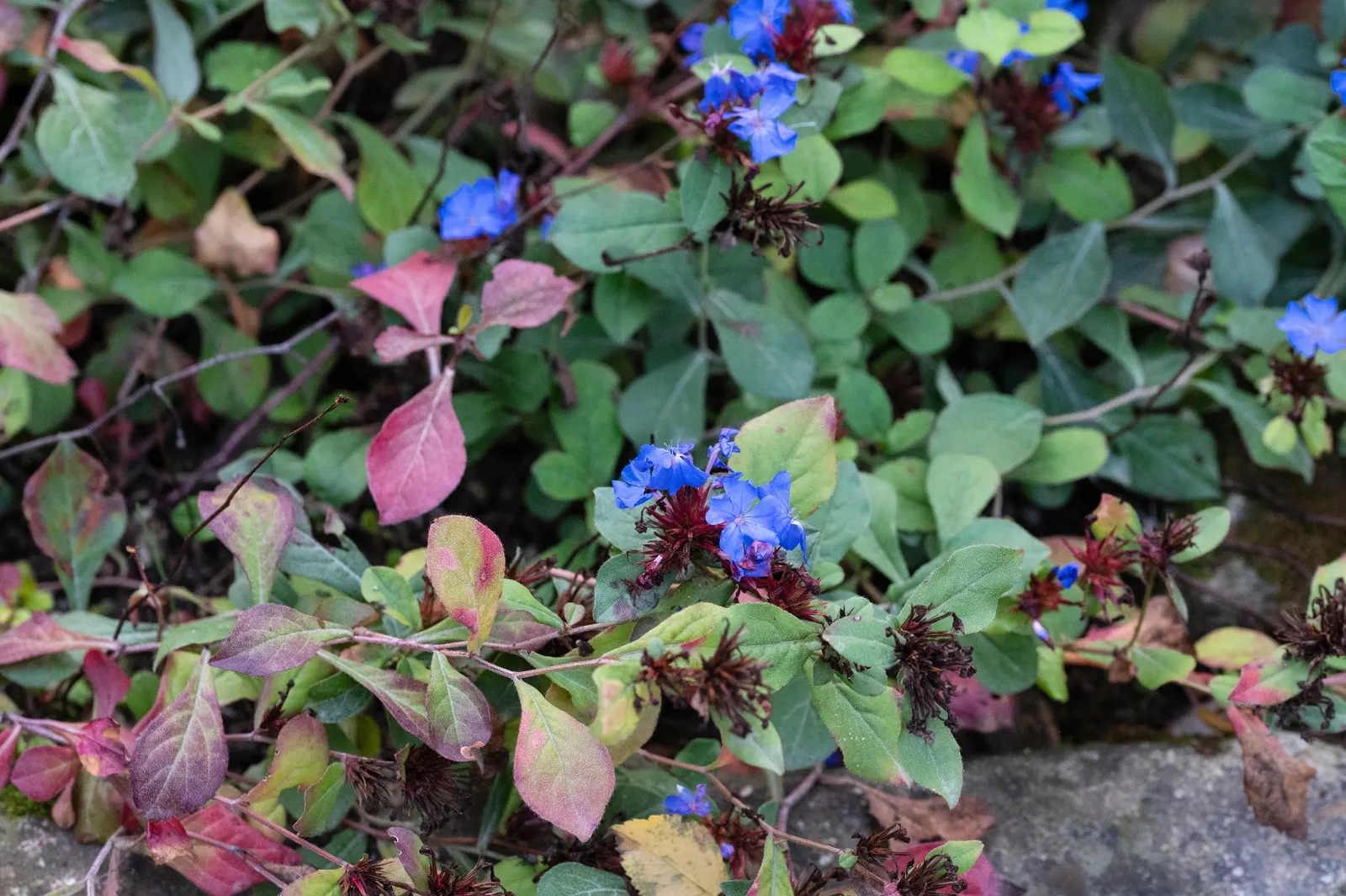 Dwarf Plumbago (Ceratostigma Plumbaginoides) — Its spreading habit is excellent for suppressing weeds; while tolerant of light foot traffic, image 71