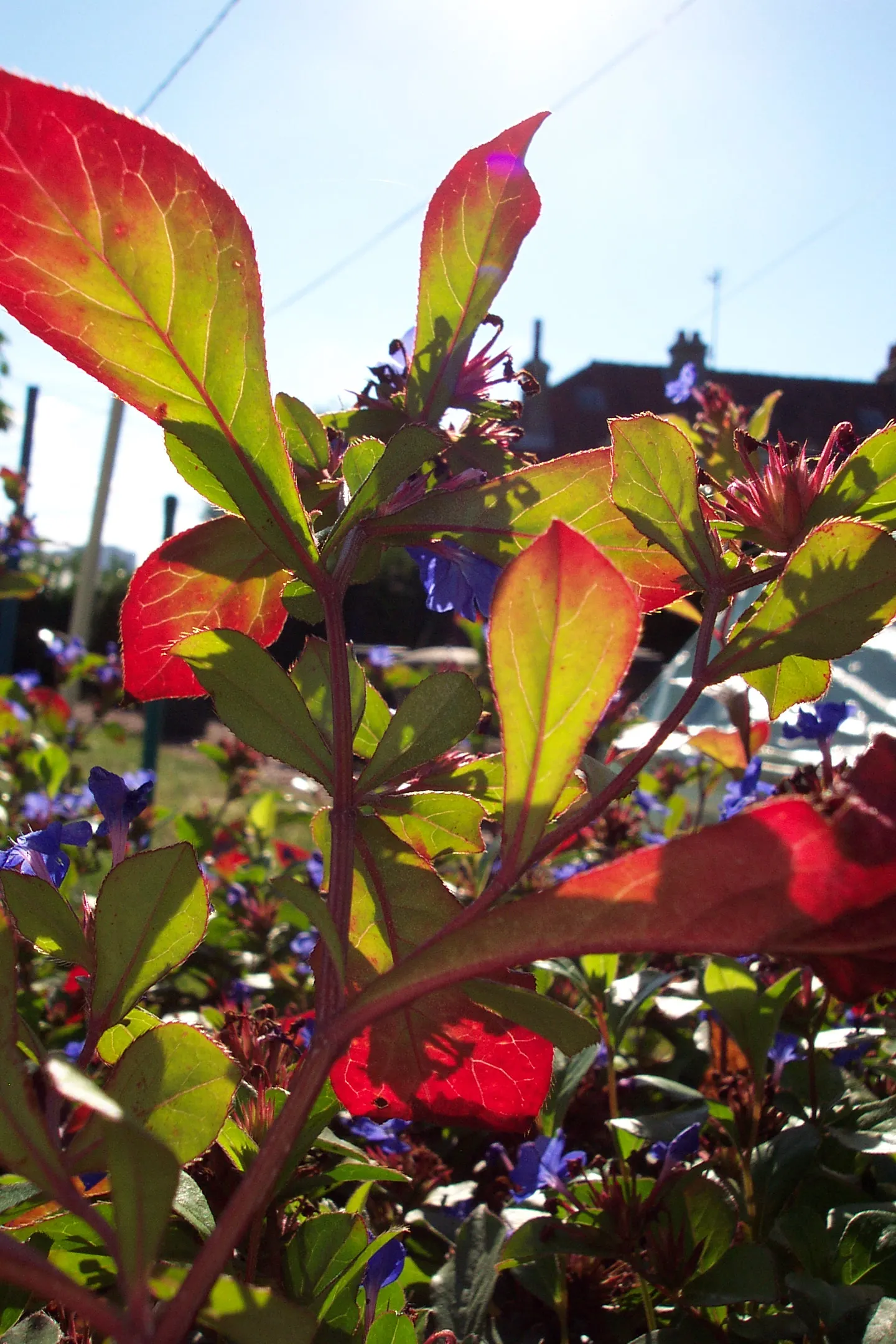Dwarf Plumbago (Ceratostigma Plumbaginoides) — ground cover / perennial for full or half; the Dwarf Plumbago is also relatively low maintenance, image 60