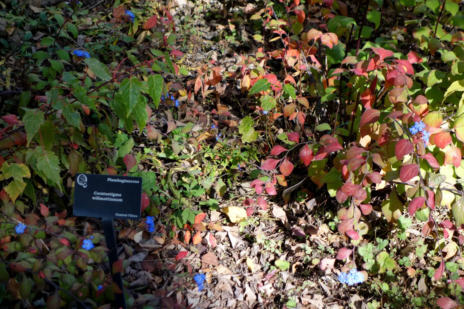 Dwarf Plumbago (Ceratostigma Plumbaginoides) — deep blue flowers which are in striking contrast with its bronzy green to reddish foliage; it, image 68