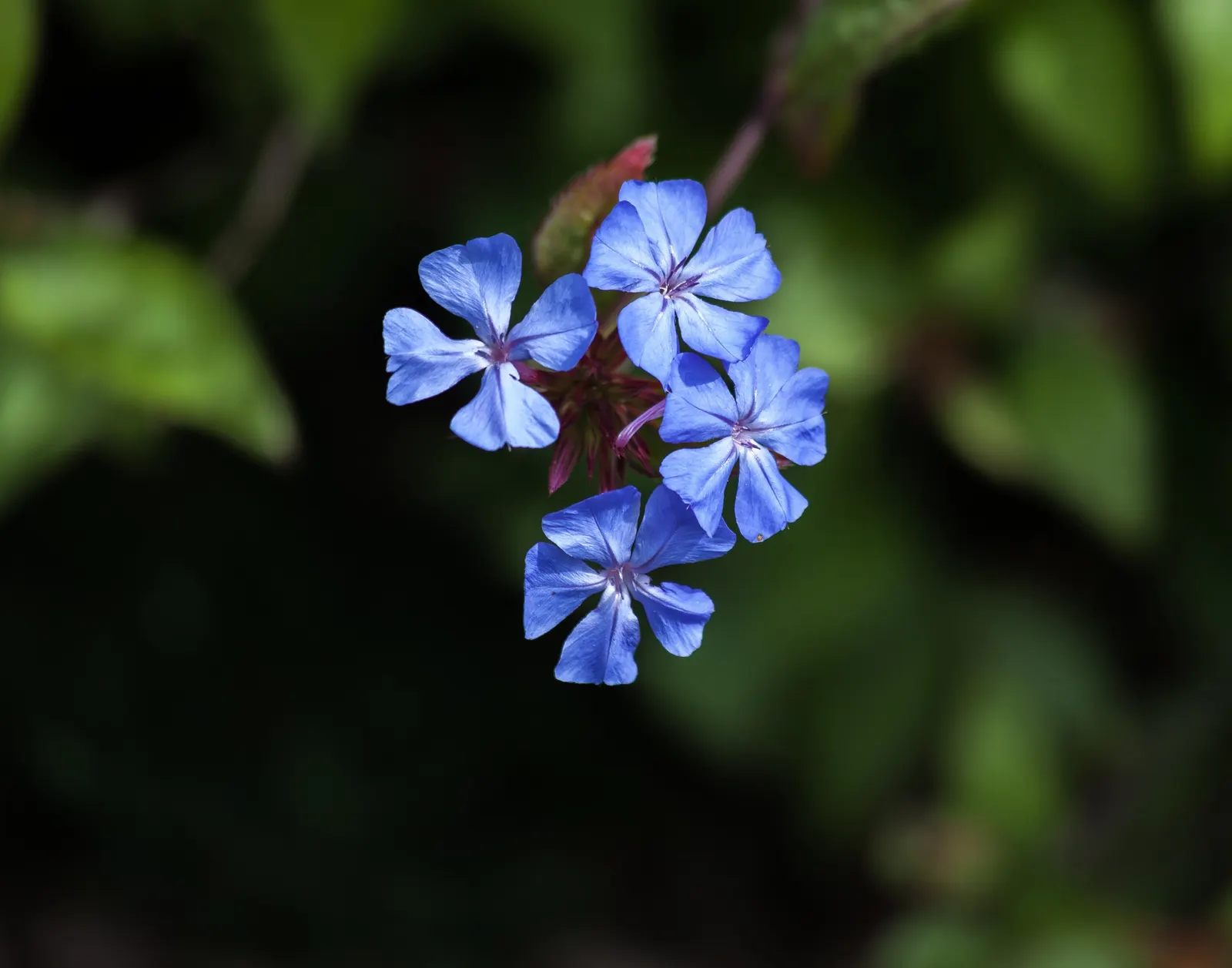 Dwarf Plumbago (Ceratostigma Plumbaginoides) — low-growing perennial well-suited for a variety of landscape applications; requiring minimal, image 67