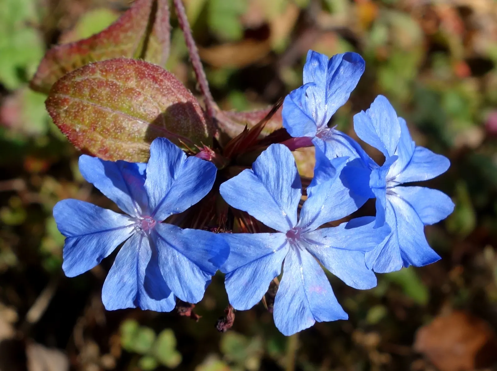 Dwarf Plumbago (Ceratostigma Plumbaginoides) — requiring minimal maintenance while offering high visual impact; ground cover / perennial with blue, image 66