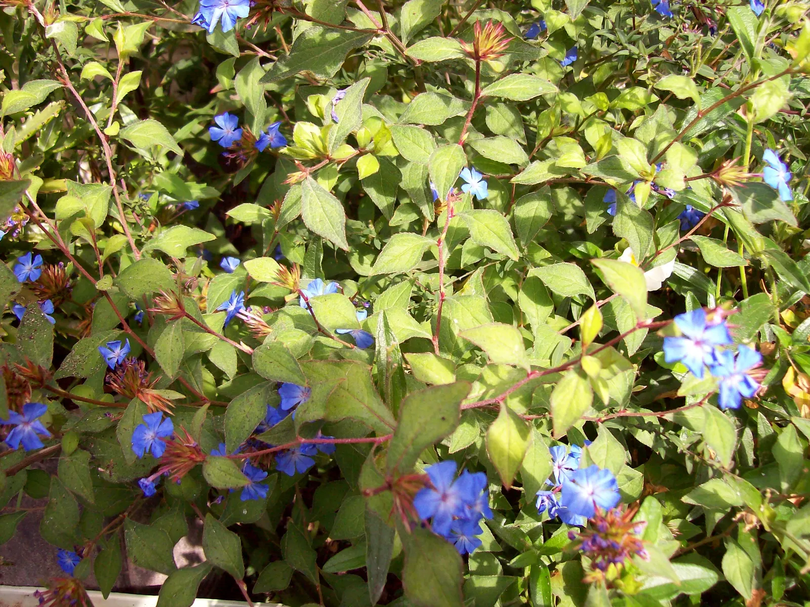 Dwarf Plumbago (Ceratostigma Plumbaginoides) — Each individual bloom spans approximately 0.8 to 1 inch across; ground cover / perennial for full or, image 69