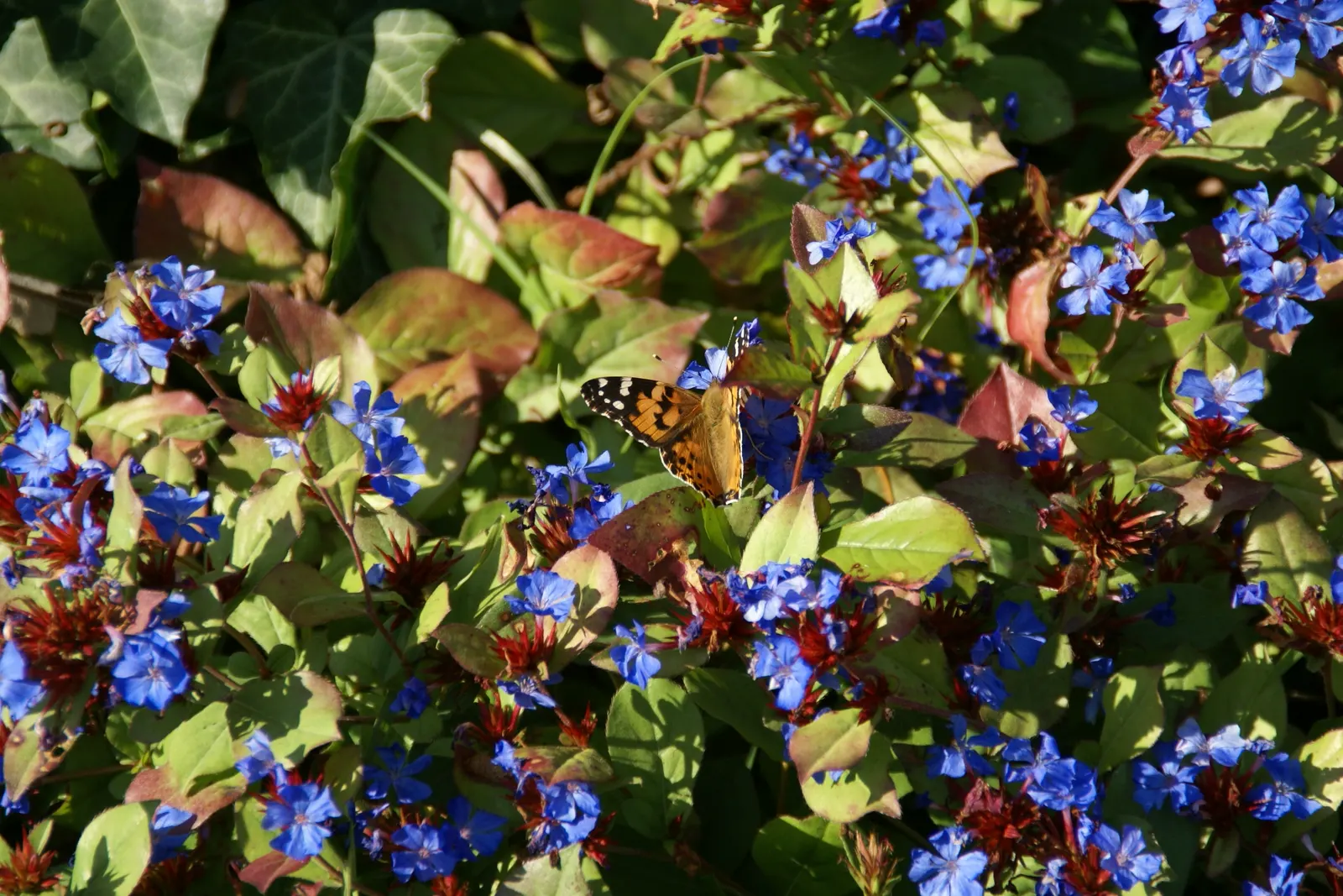 Dwarf Plumbago (Ceratostigma Plumbaginoides) — preferring full sun to partial shade conditions; showcasing vibrant blue flowers and rich green, image 72