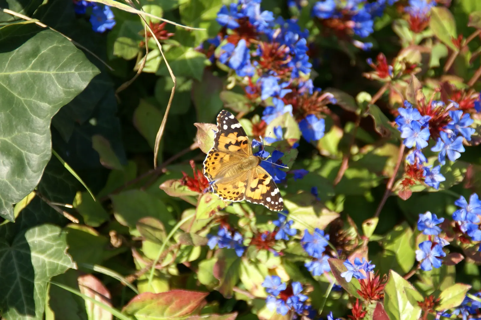 Dwarf Plumbago (Ceratostigma Plumbaginoides) — the Dwarf Plumbago can fit snugly within the front of a border or along walkways; low-growing, image 70
