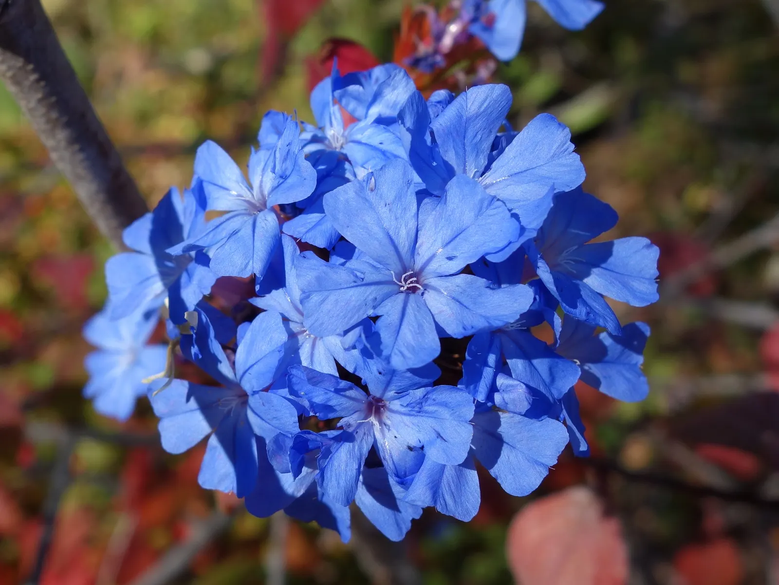 Dwarf Plumbago (Ceratostigma Plumbaginoides) — it‚Äôs ideal for borders or rock gardens; preferring full sun to partial shade conditions, image 65