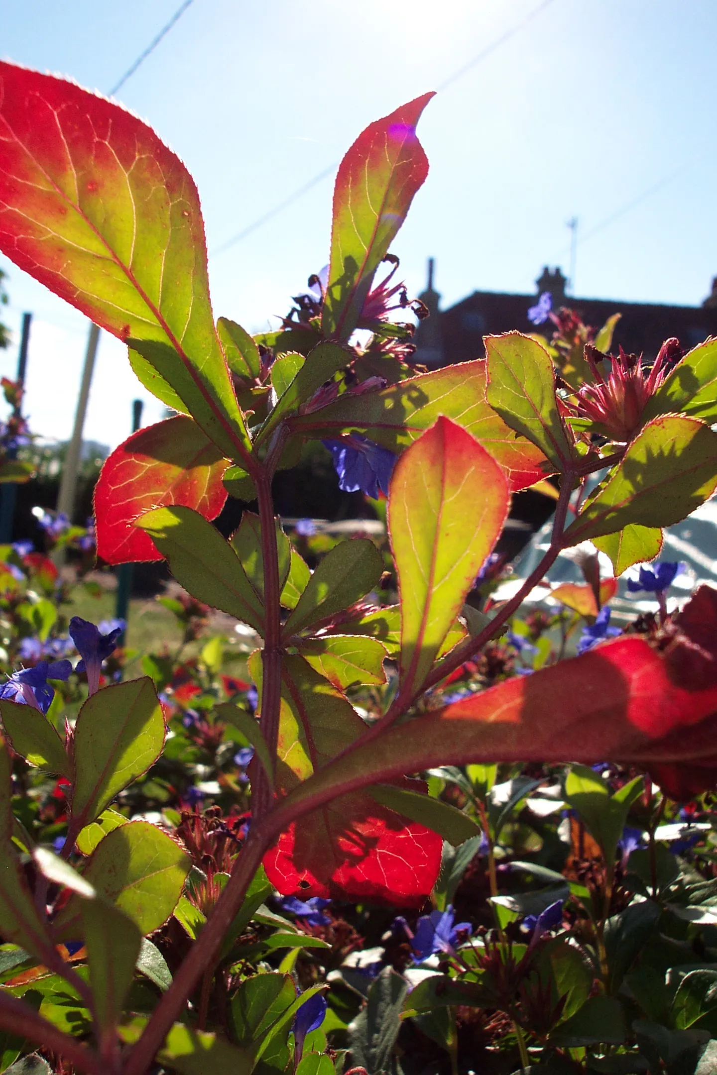 Dwarf Plumbago (Ceratostigma Plumbaginoides) — showcasing vibrant blue flowers and rich green foliage that transitions to a striking bronze-red in, image 61