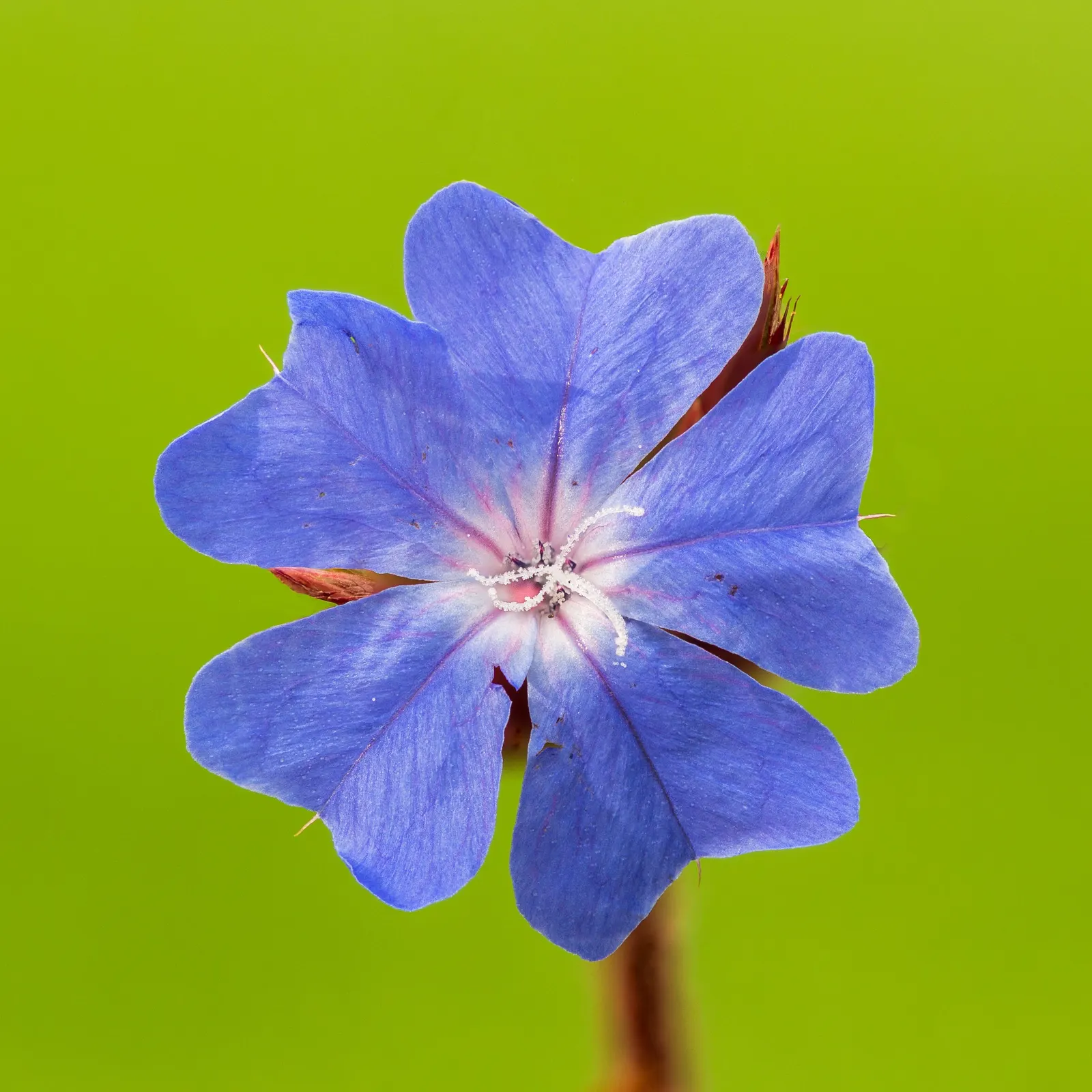 Dwarf Plumbago (Ceratostigma Plumbaginoides) — Plant 12-18 inches apart in well-draining soil for a lush carpet; blue flowers in the garden, image 63
