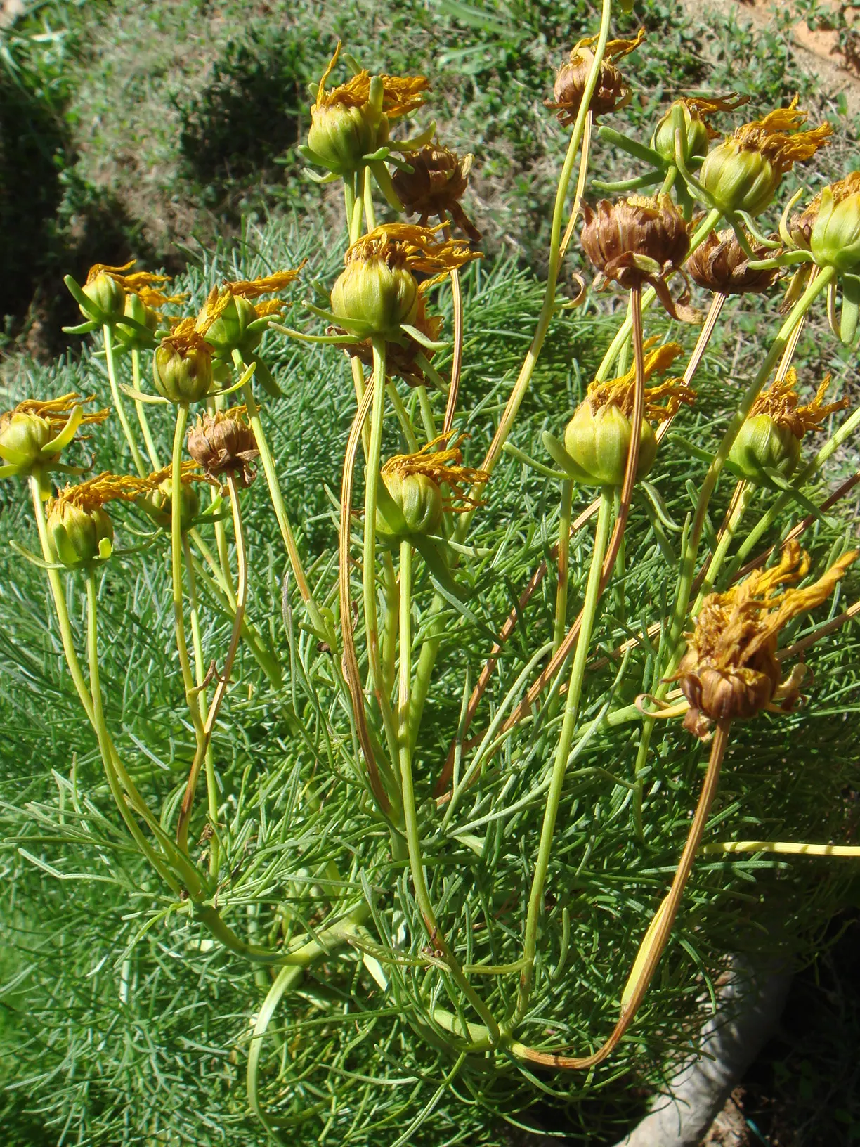 Sea Dahlia (Dahlia Maritima) — scientifically named Coreopsis maritima