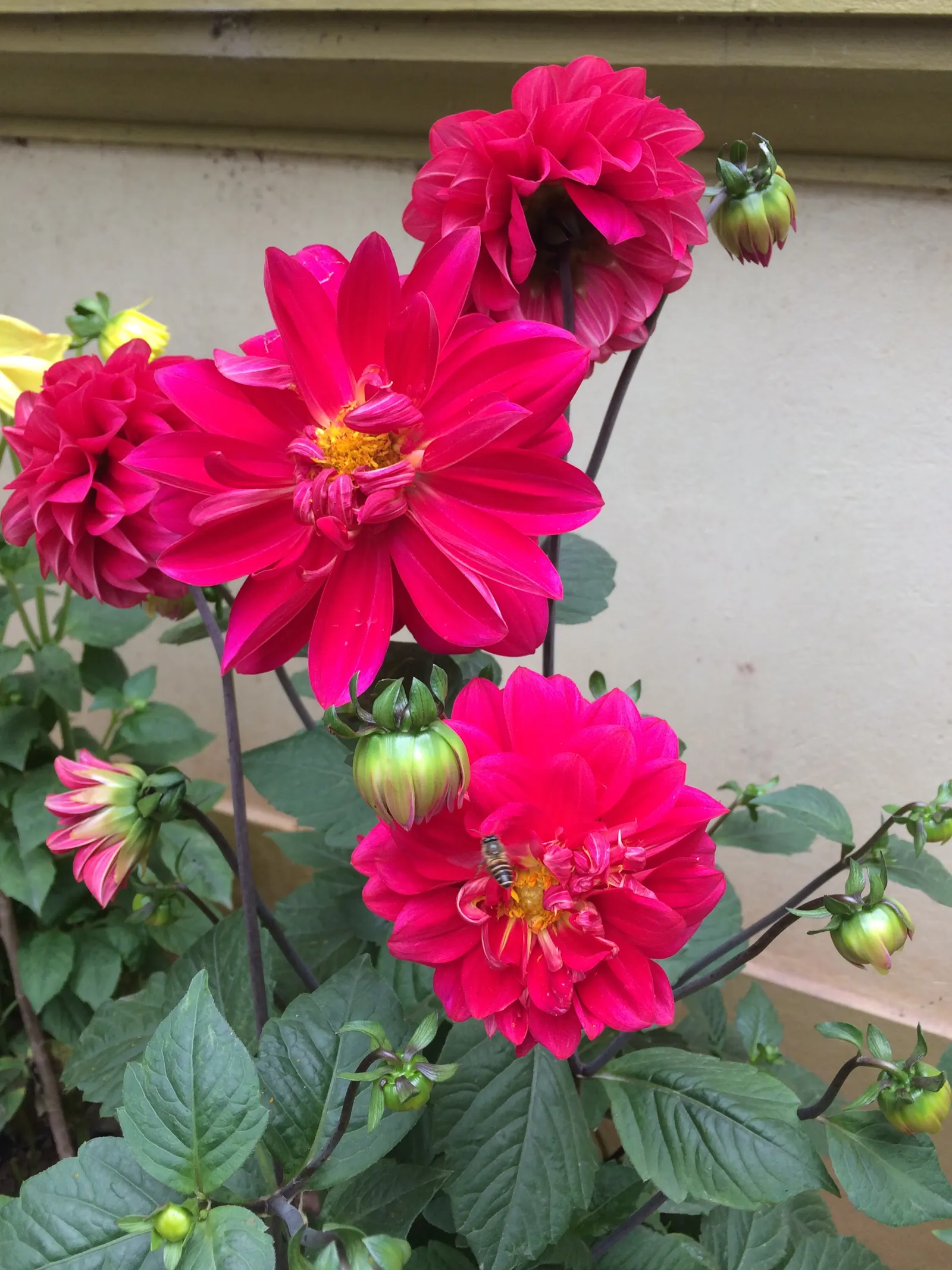 Sea Dahlia (Dahlia Maritima) — Drought-tolerant once established