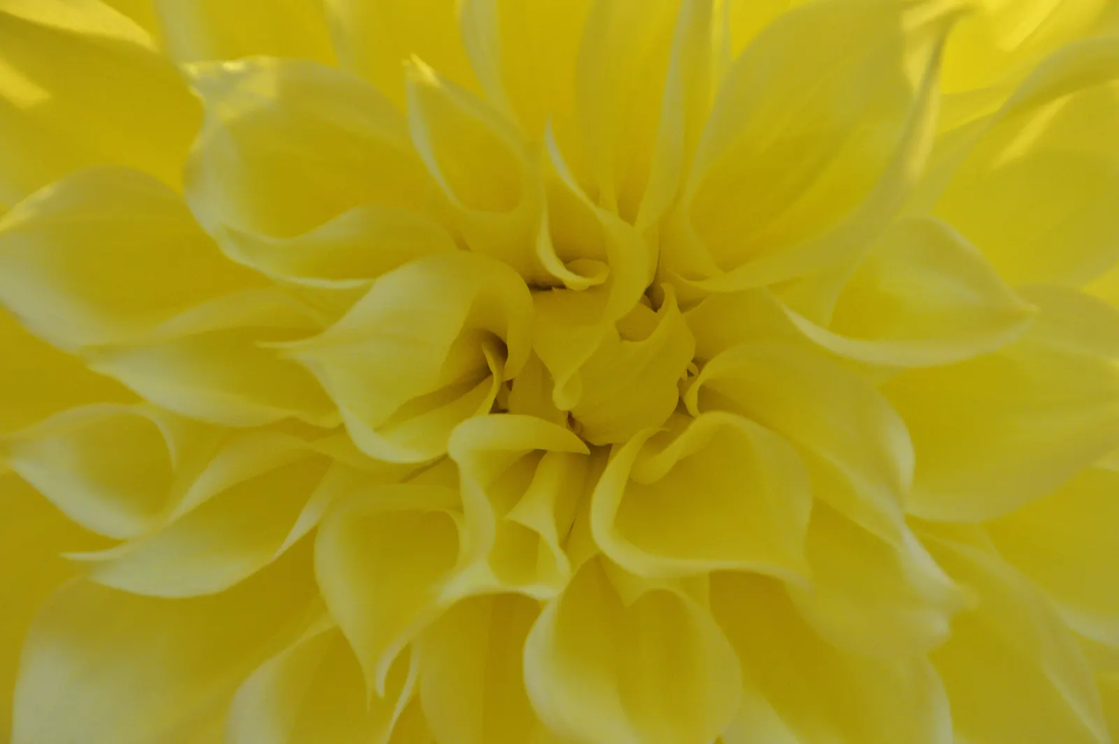 Sea Dahlia (Dahlia Maritima) — emulating its natural affinity for unobstructed coastal environments