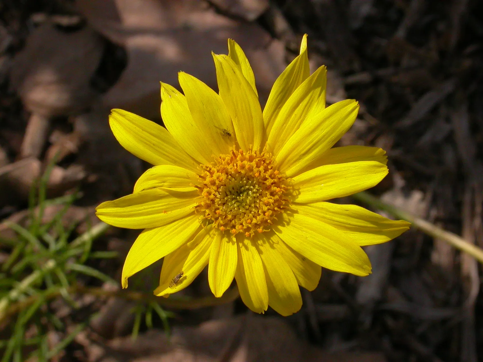 Sea Dahlia (Dahlia Maritima) — This plant thrives when exposed to full sunlight
