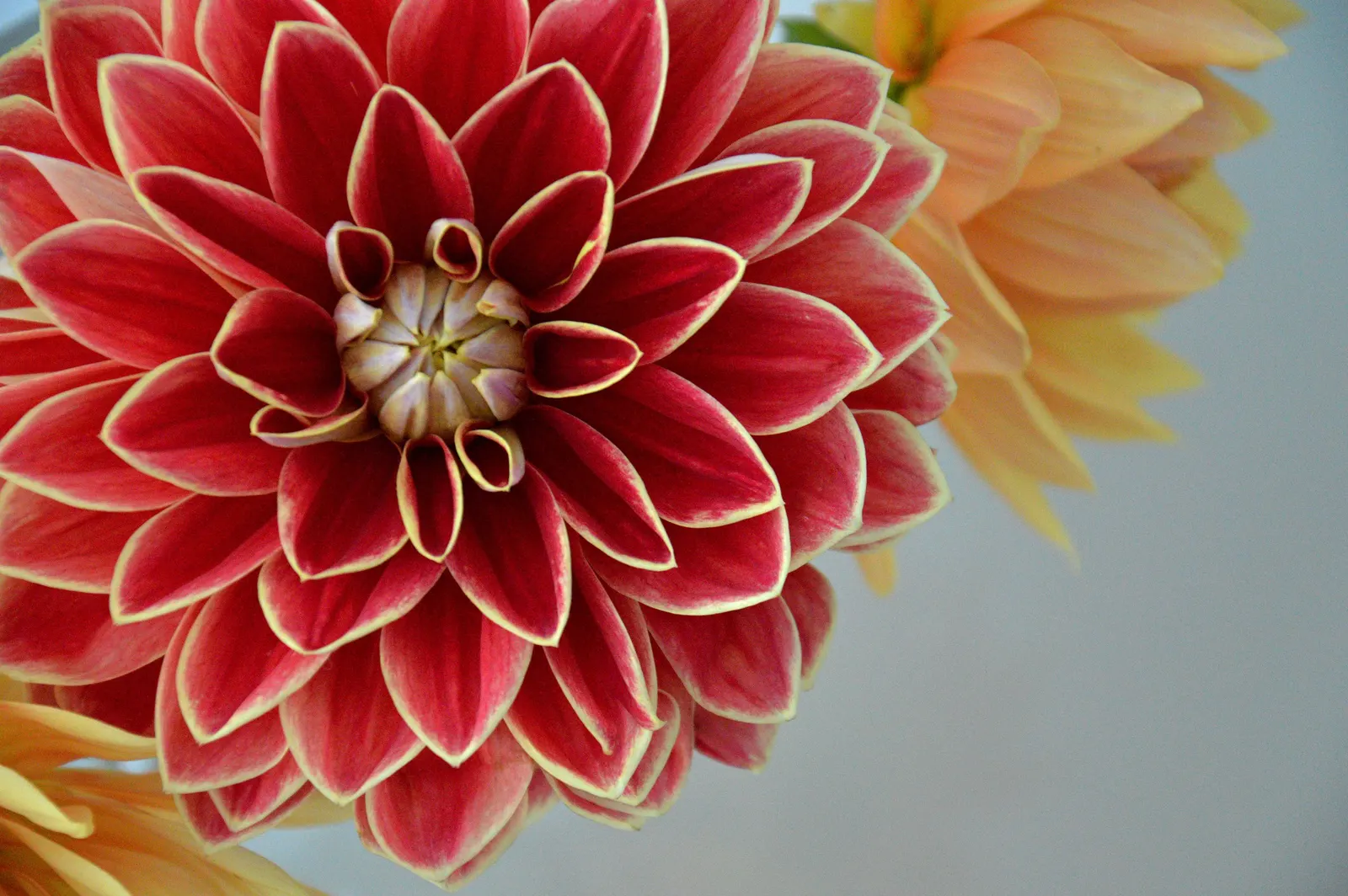 Sea Dahlia (Dahlia Maritima) — thriving in USDA zones 8-10