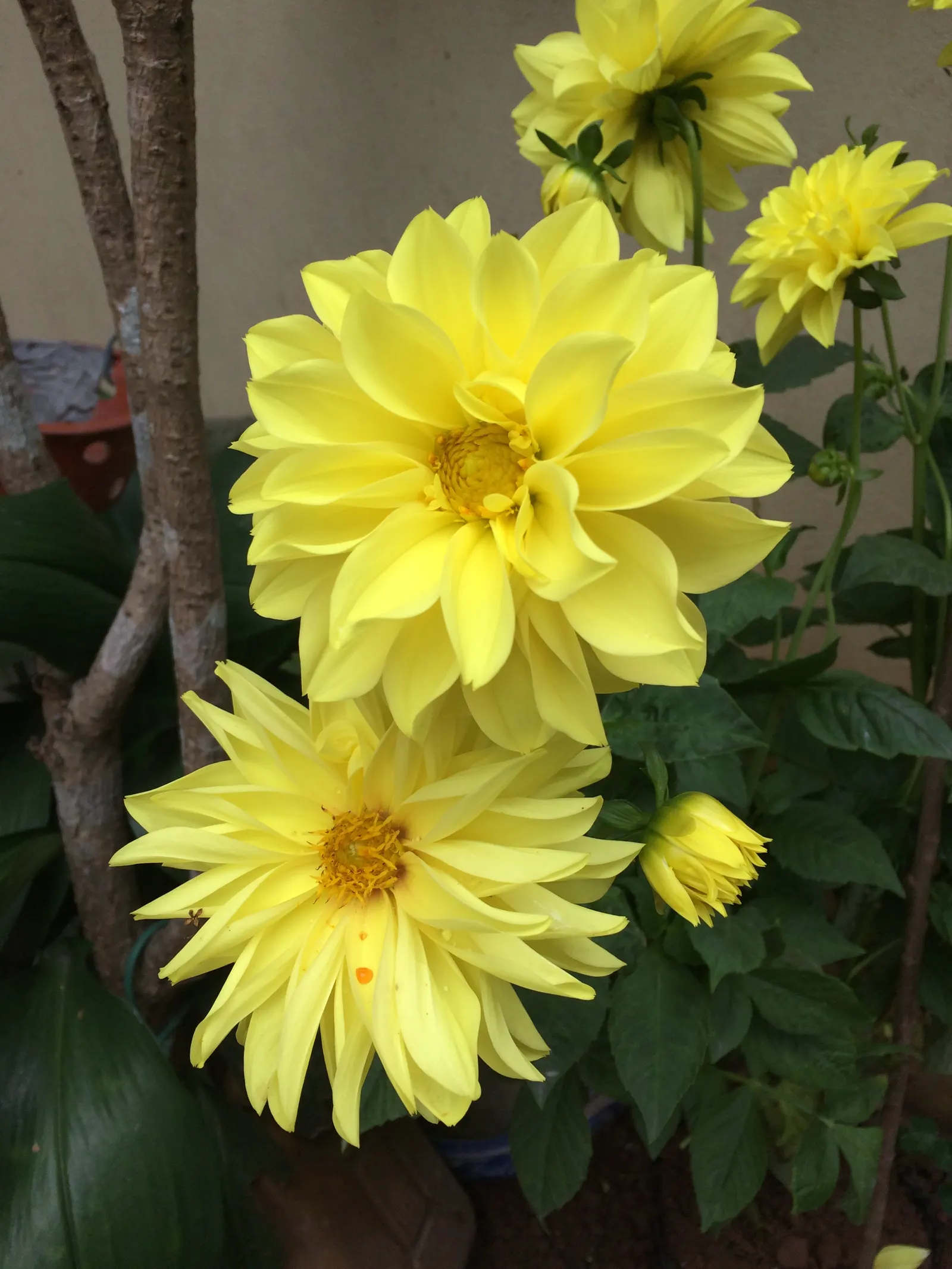 Sea Dahlia (Dahlia Maritima) — Adapted to sandy soils, it spans 18-24 inches in height and width, requiring full sun