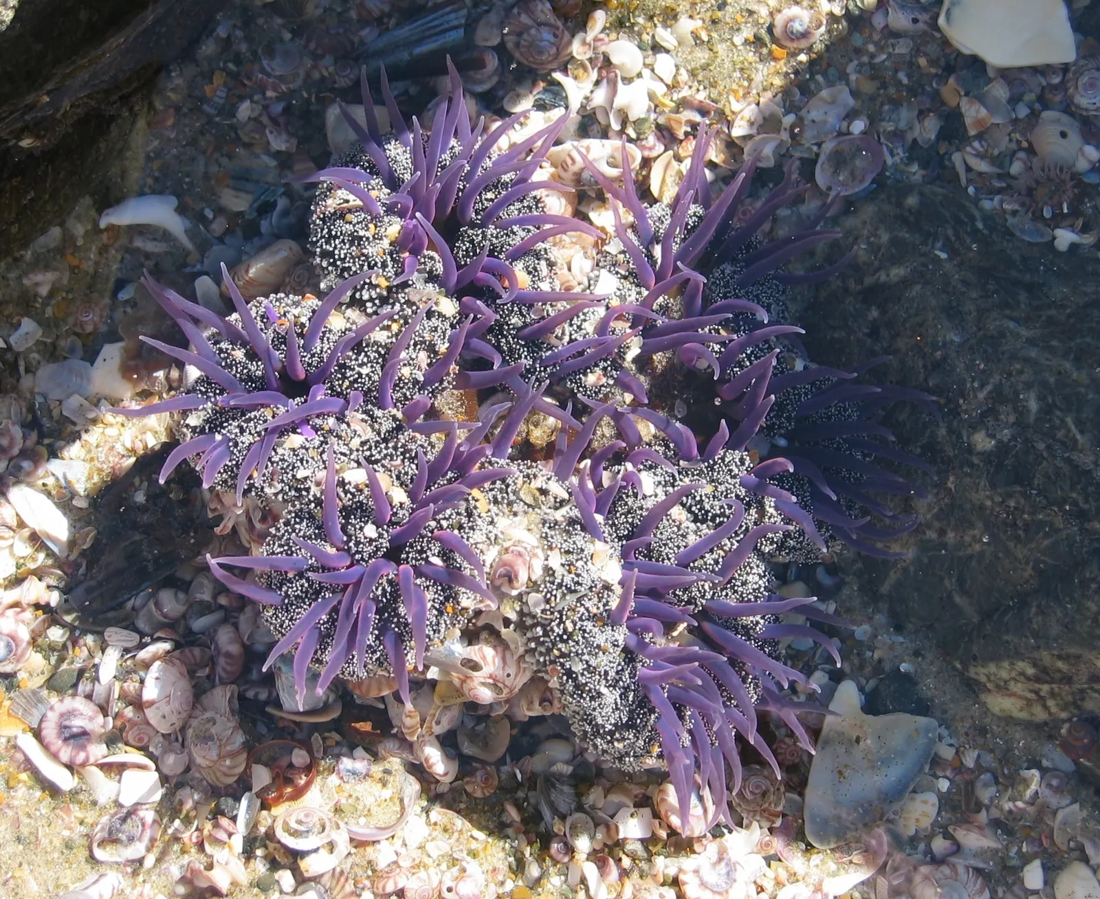 Sea Dahlia (Dahlia Maritima) — is a perennial plant native to the coastal dunes and bluffs of southern California