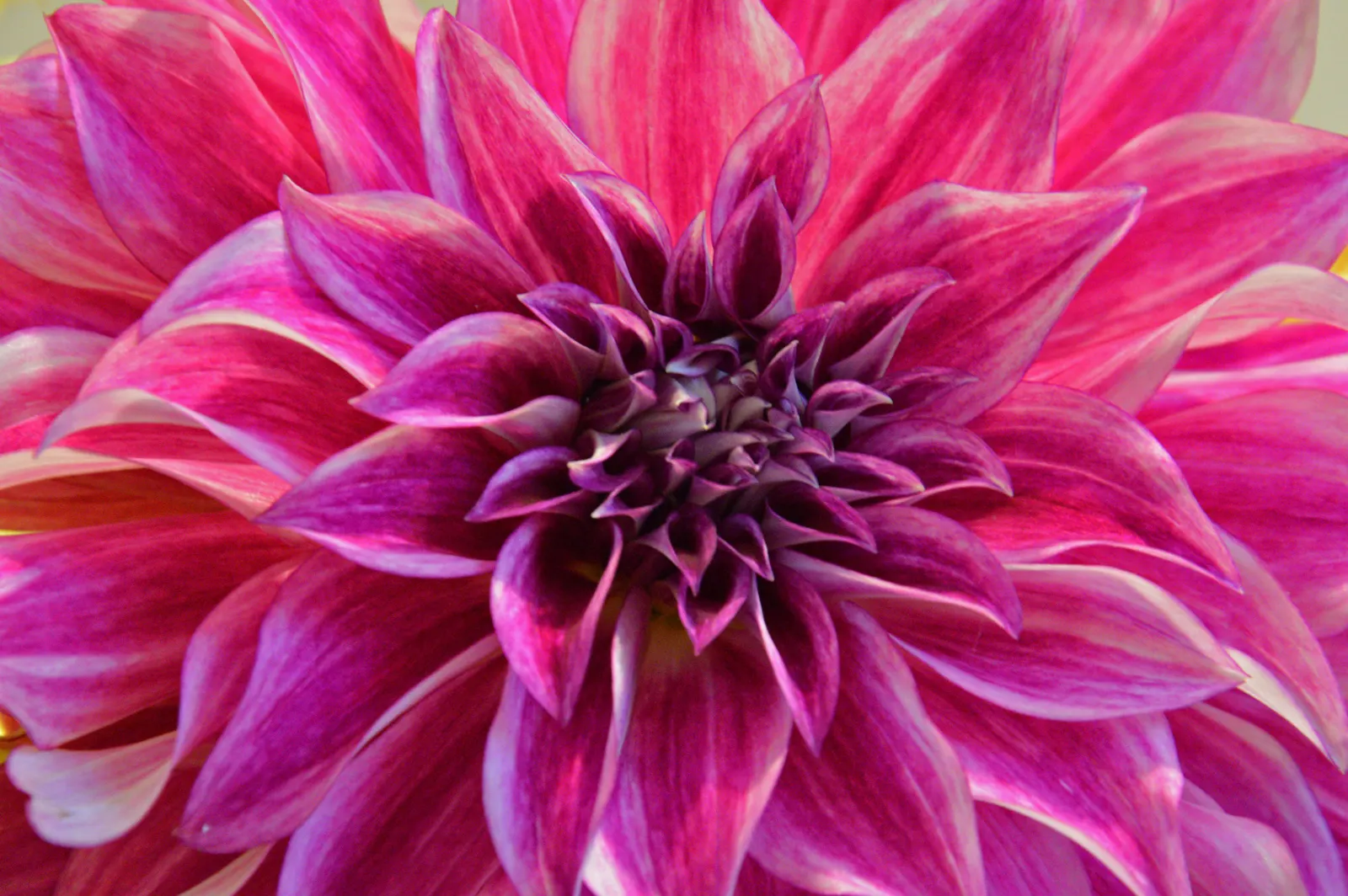 Sea Dahlia (Dahlia Maritima) — the Sea Dahlia's growth habit makes it a perfect choice for both groundcover and accent plantings